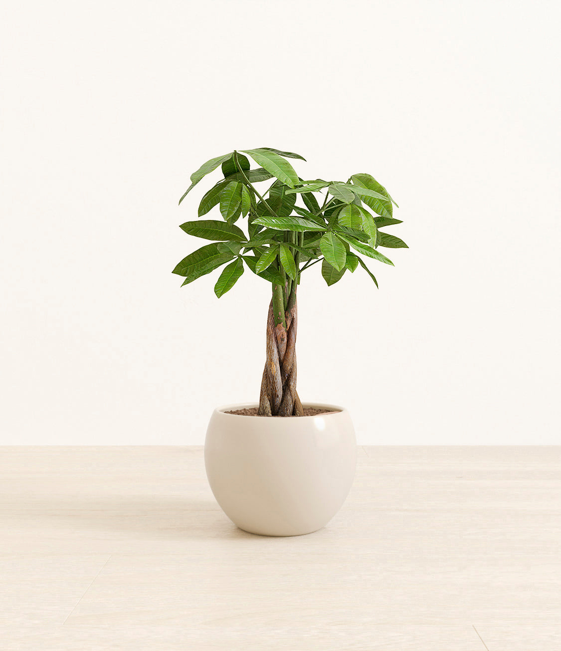 money_tree_Monet_white_cream.jpg