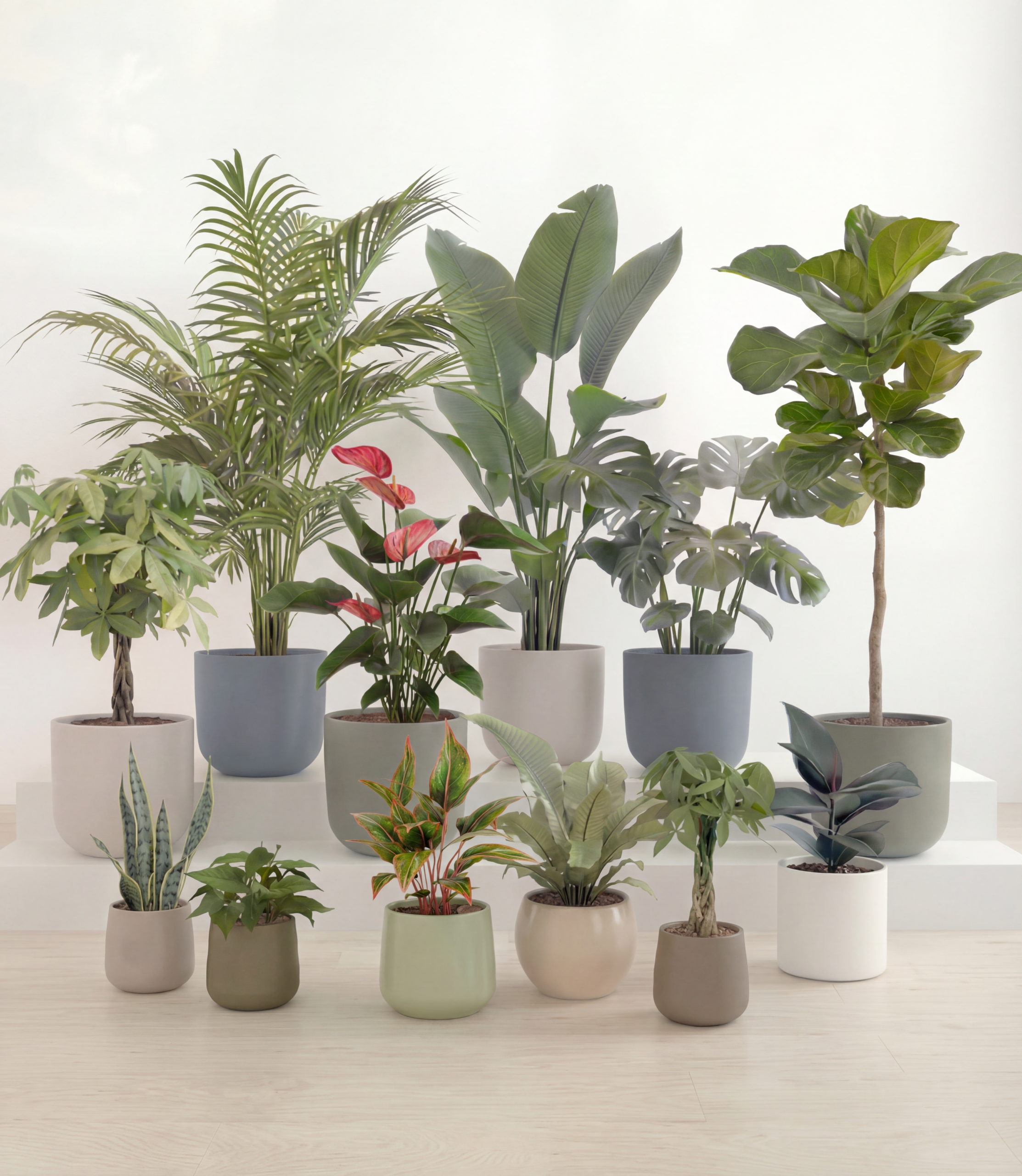 plant-collection-result-1775470361525-1-1.png