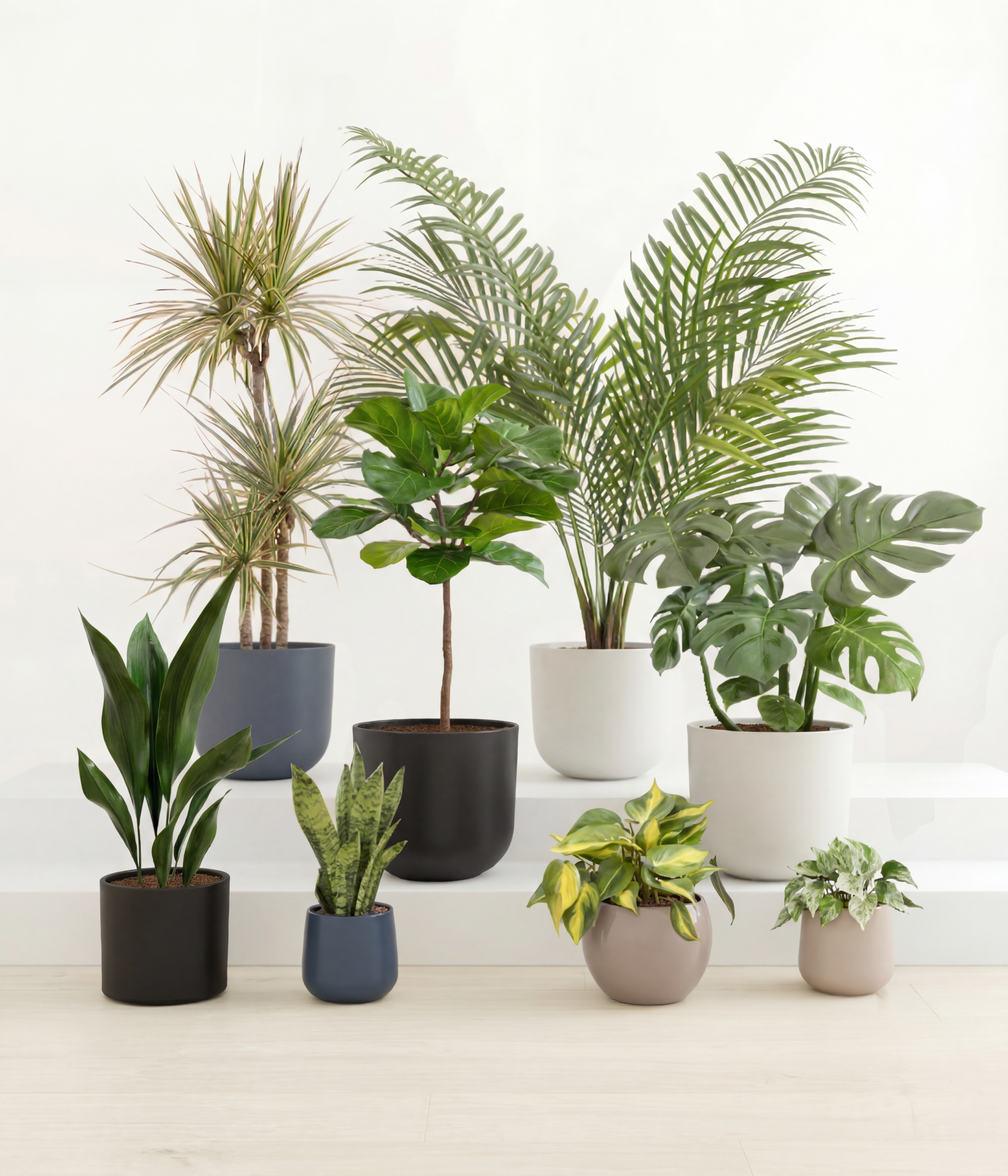 plant-collection-result-1778750687523-1-0.png