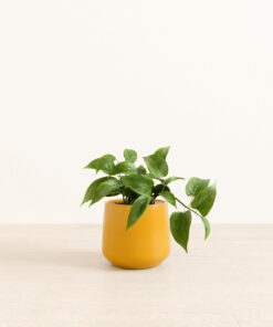 Jade Pothos - Medium Amber