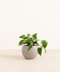Jade Pothos - Medium Monet