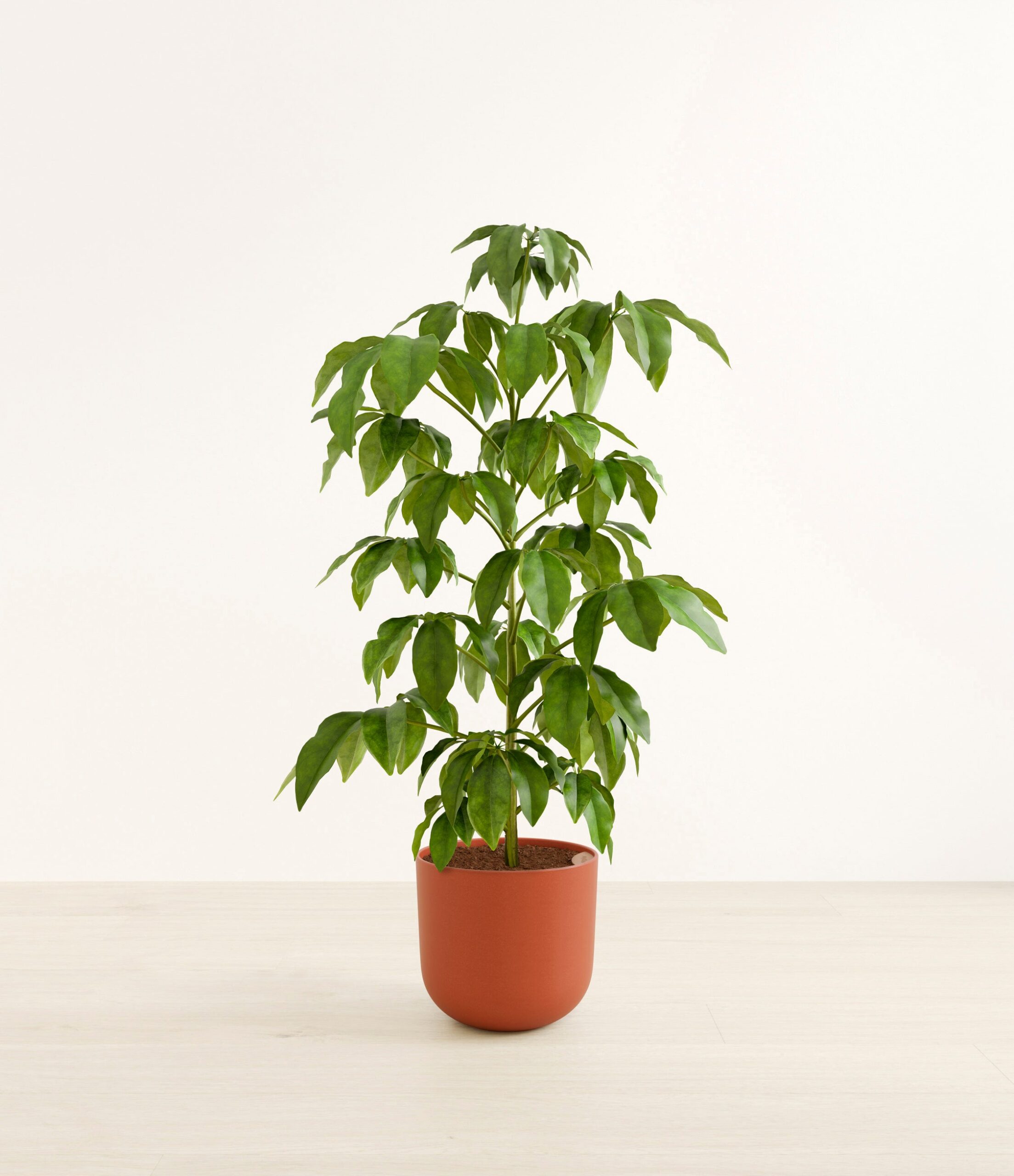 schefflera_amate_h_studio_earth_red.jpg
