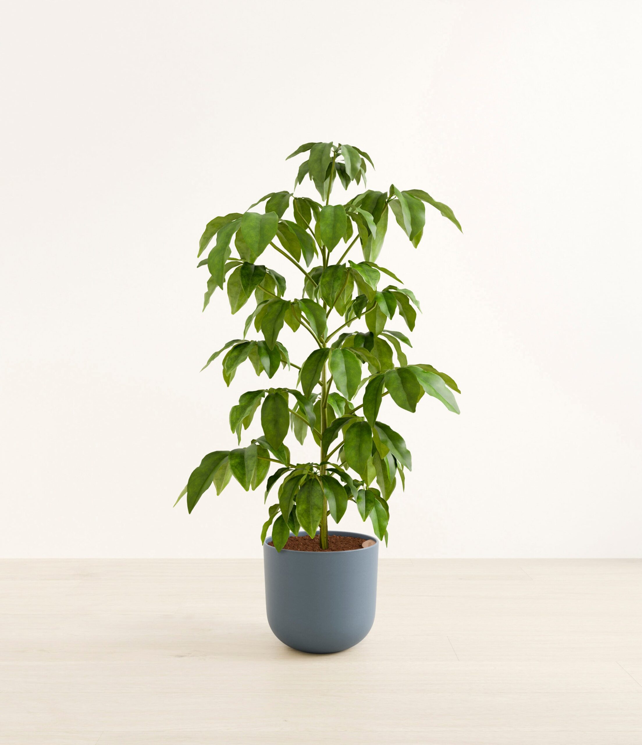 schefflera_amate_h_studio_iron_gray.jpg