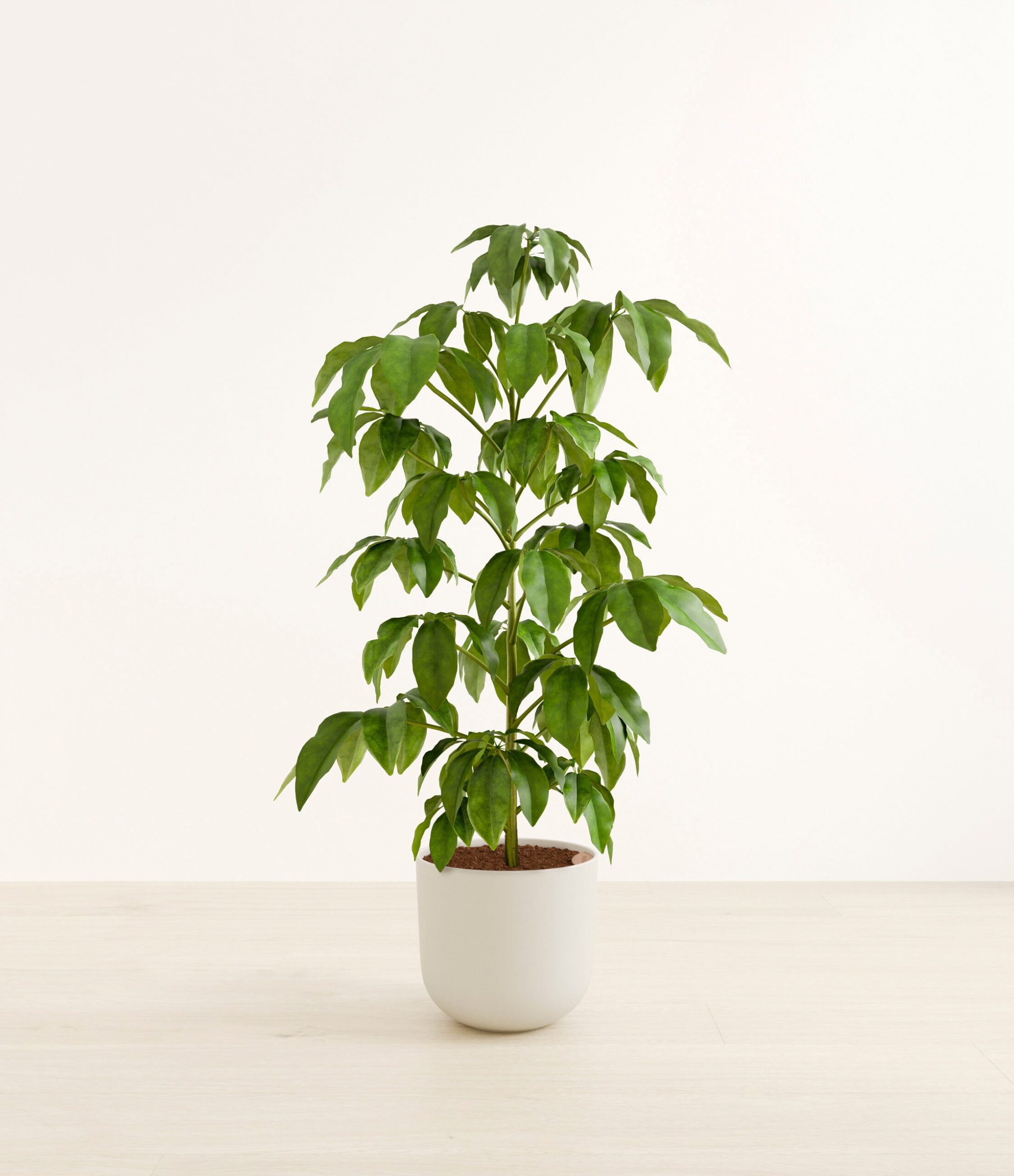 schefflera_amate_h_studio_natural_bamboo.jpg