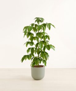 Schefflera Amate - Huge Agatha