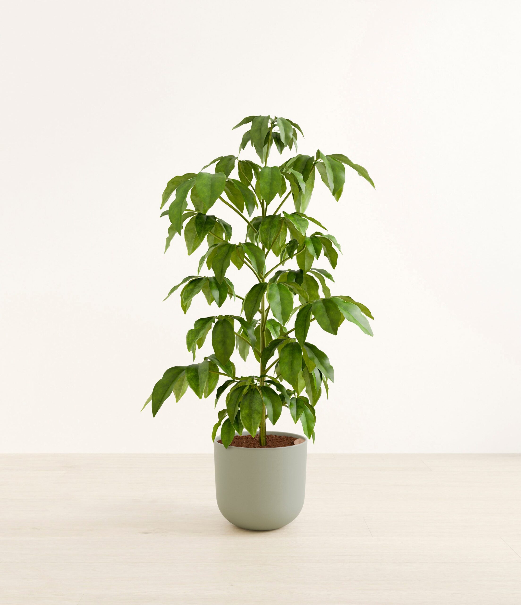 schefflera_amate_h_studio_sage_green.jpg
