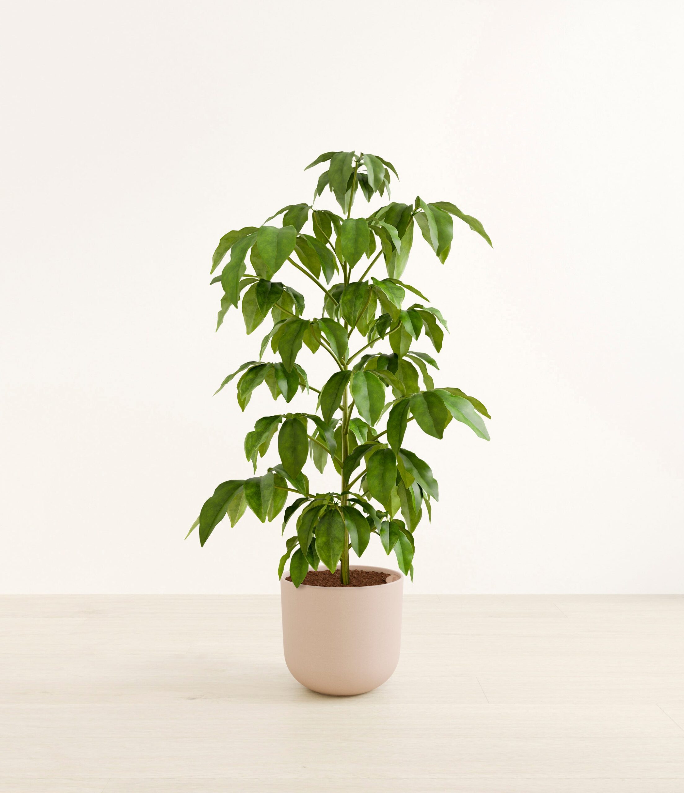 schefflera_amate_h_studio_sandy_pink.jpg