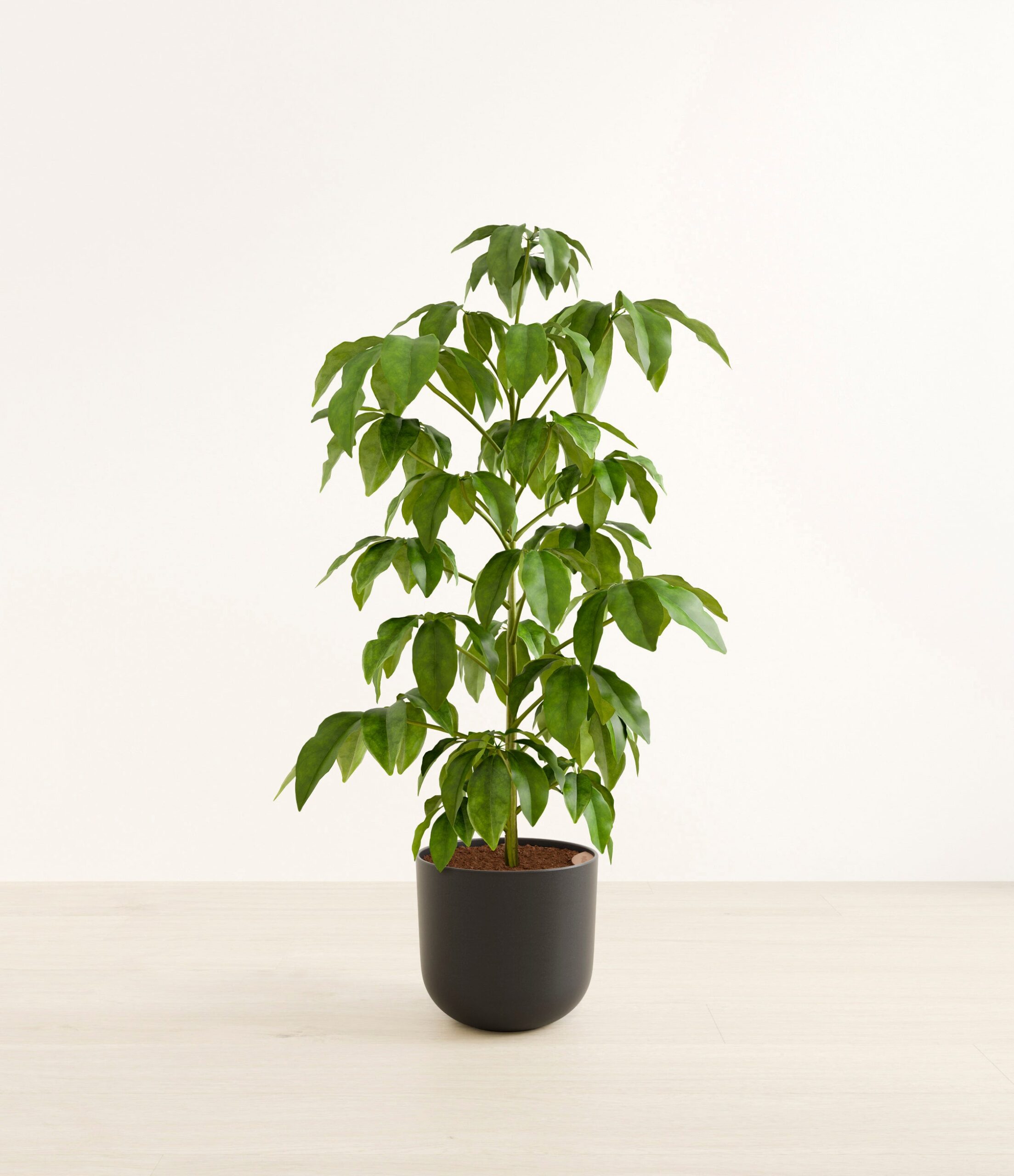 schefflera_amate_h_studio_stone_black.jpg