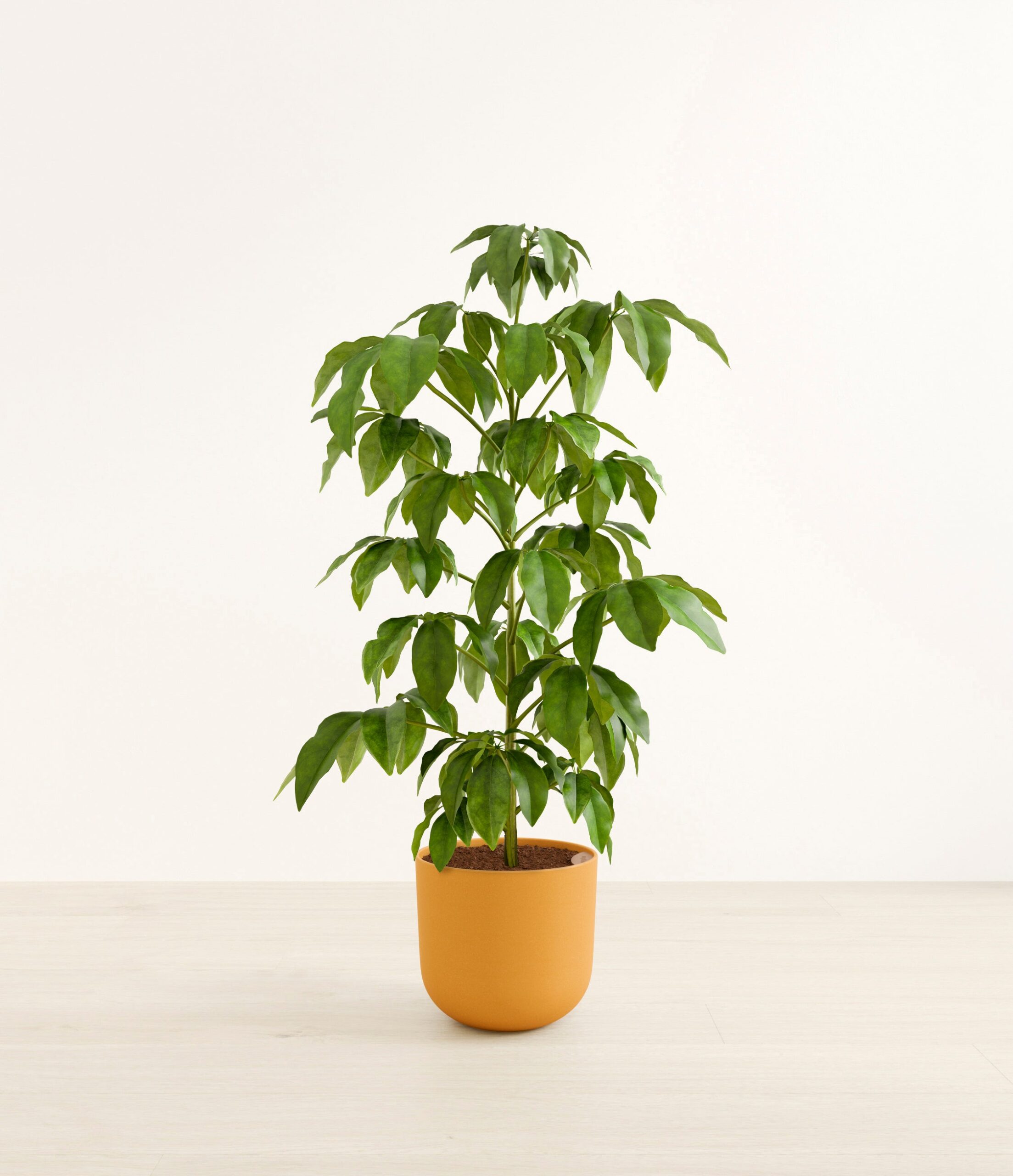 schefflera_amate_h_studio_sunset_orange.jpg