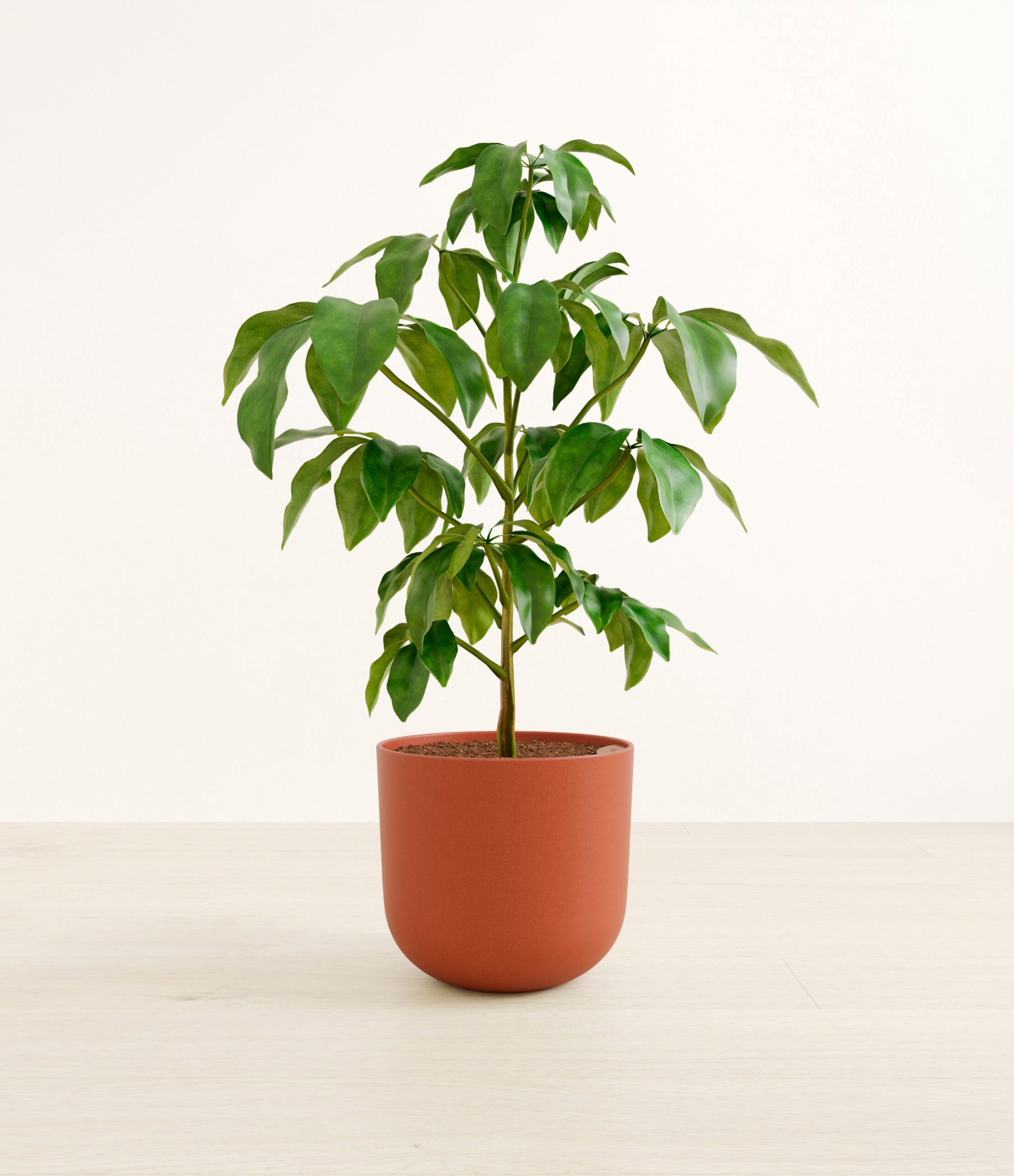 schefflera_amate_l_studio_earth_red.jpg