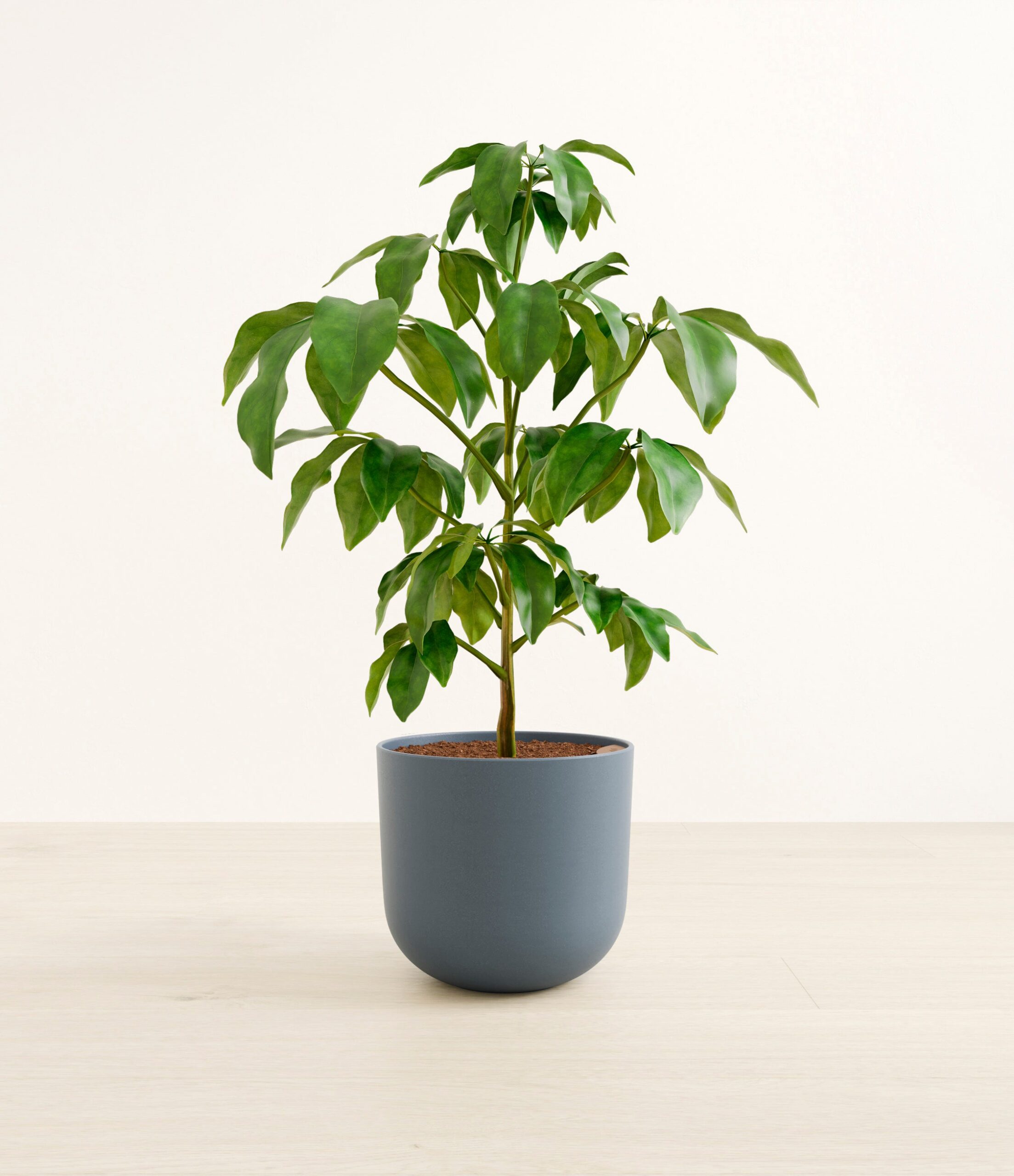schefflera_amate_l_studio_iron_gray.jpg