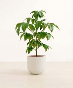 Schefflera Amate - Large Agatha