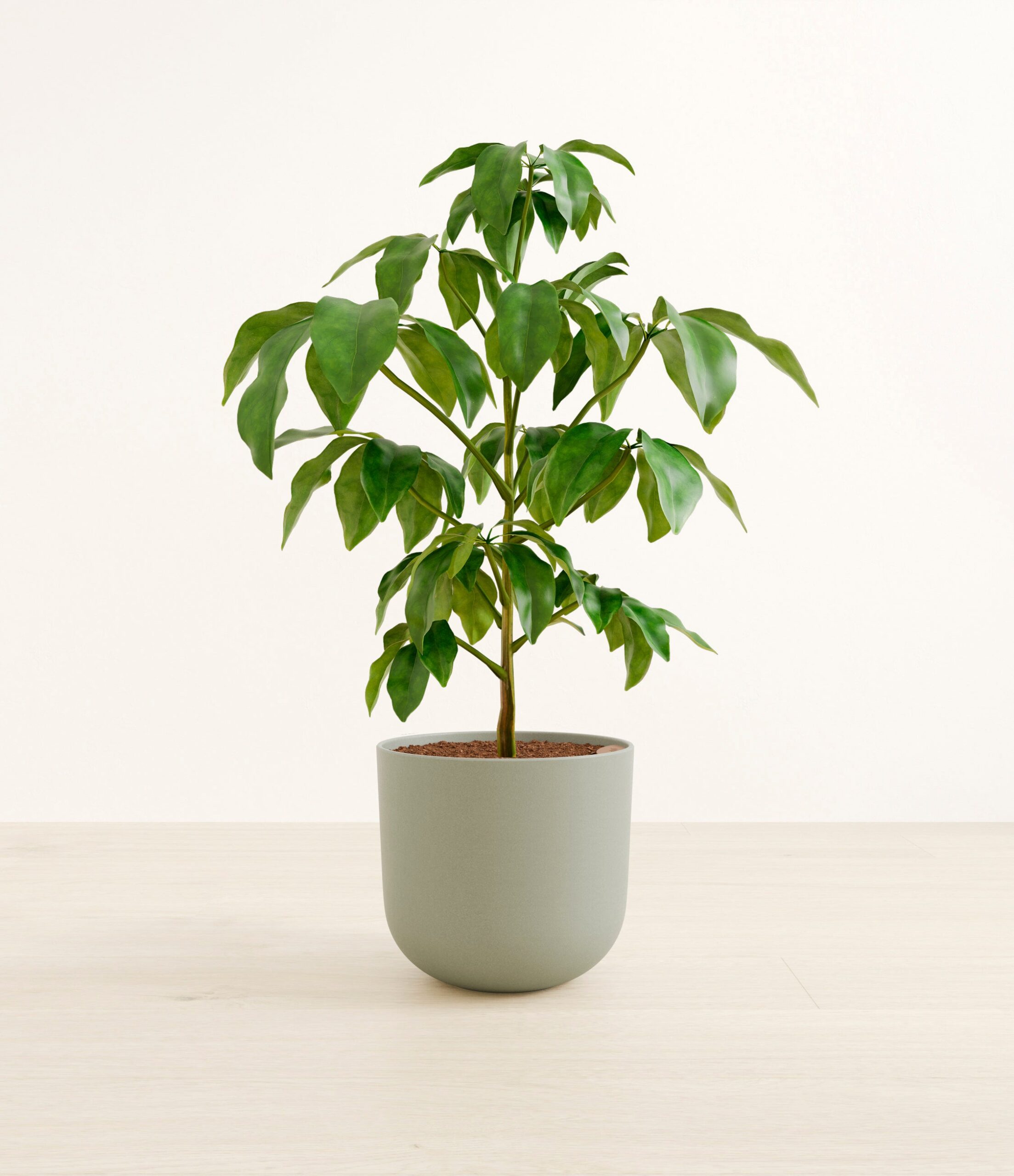 schefflera_amate_l_studio_sage_green.jpg