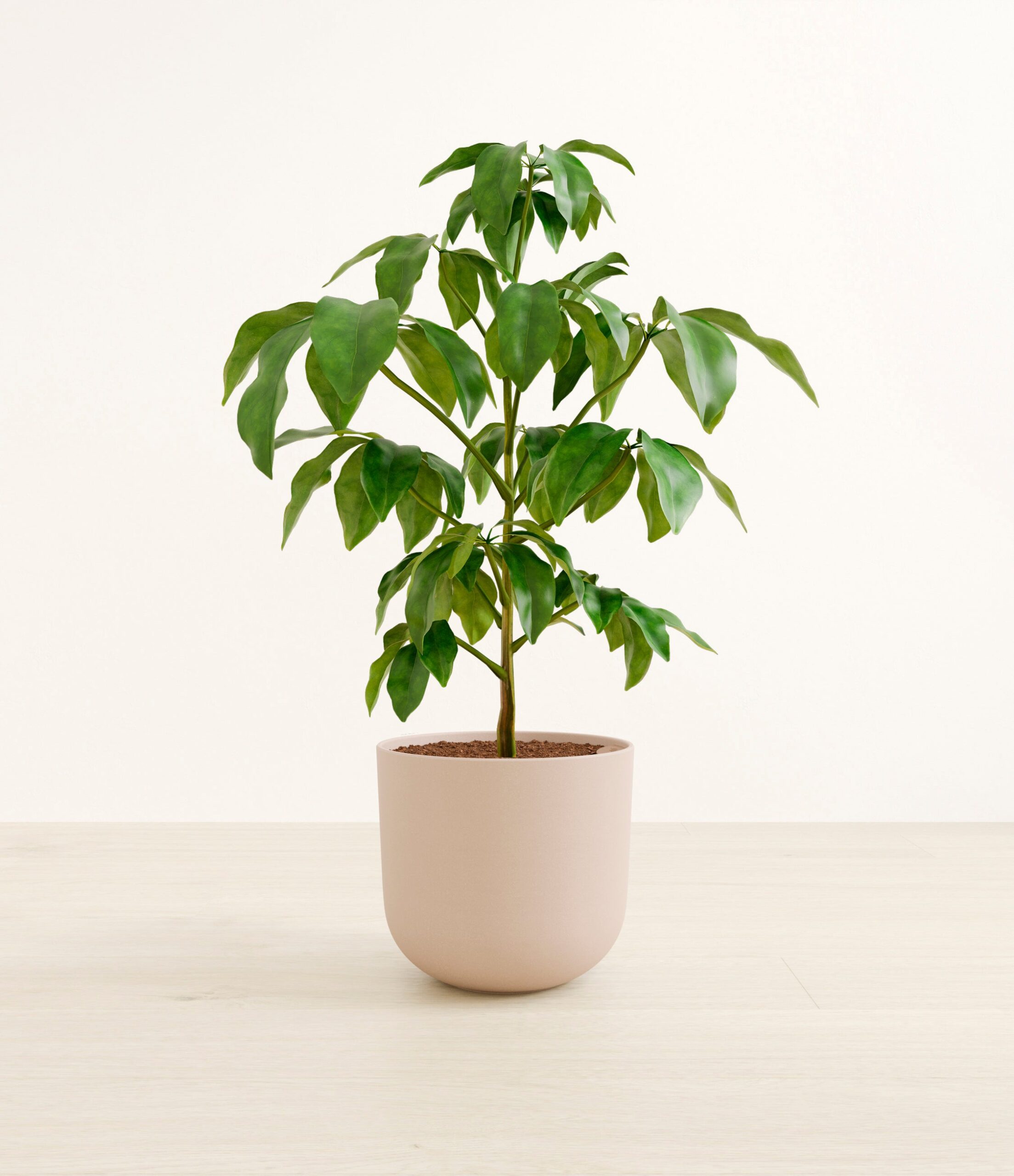 schefflera_amate_l_studio_sandy_pink.jpg