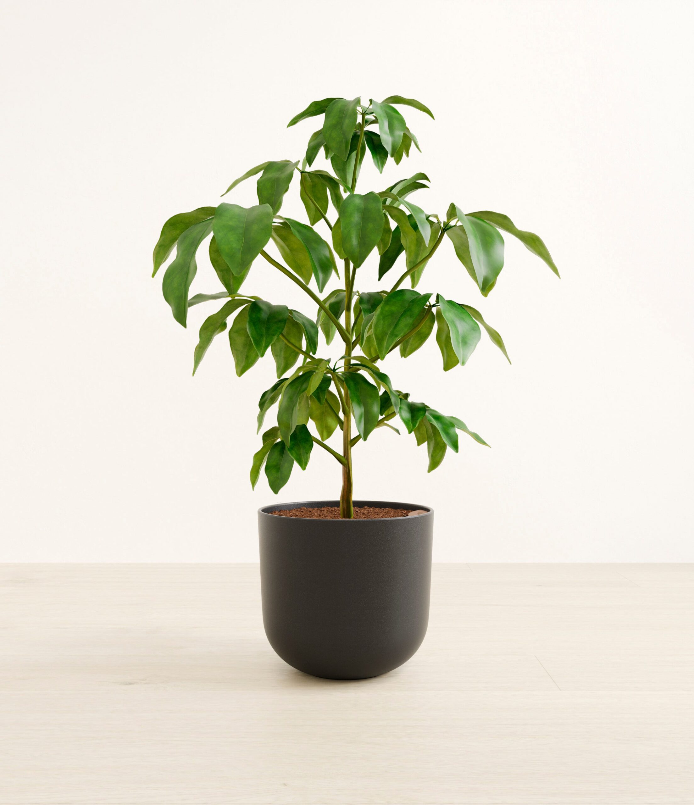 schefflera_amate_l_studio_stone_black.jpg