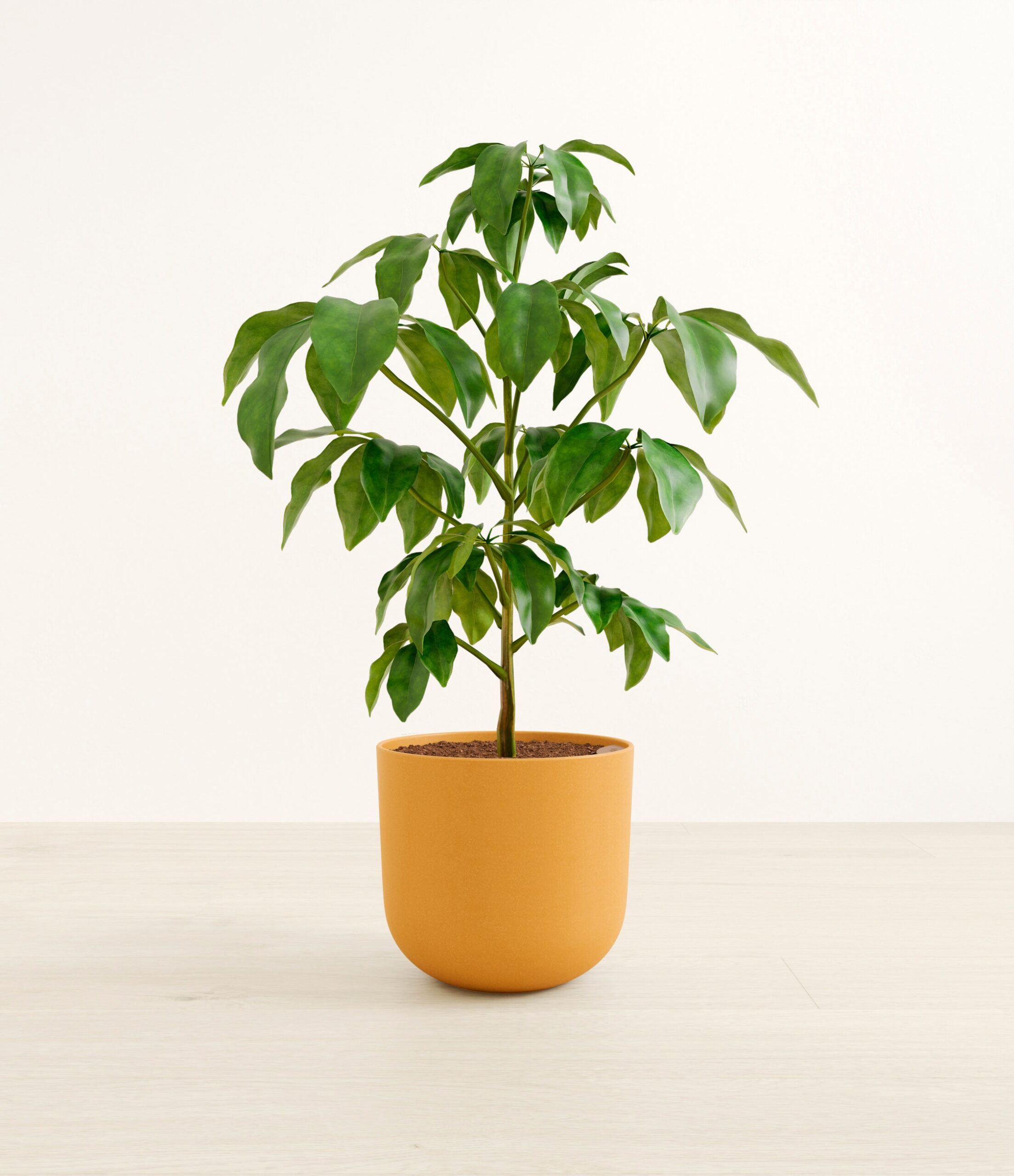 schefflera_amate_l_studio_sunset_orange.jpg