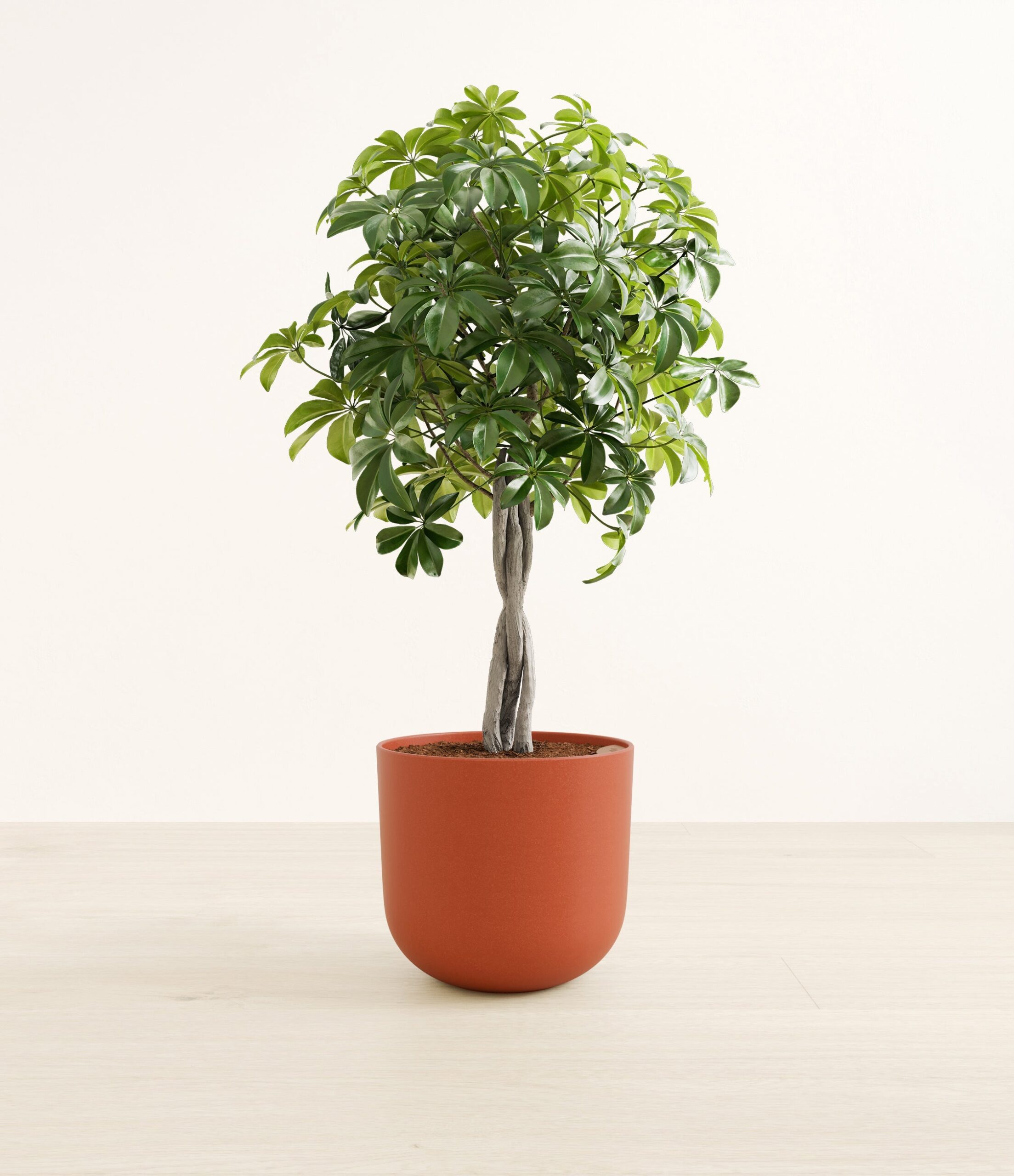 schefflera_tree_form_Large_Earth_Red_6d2c6bbb-38e0-4abc-a379-0fe048807466.jpg