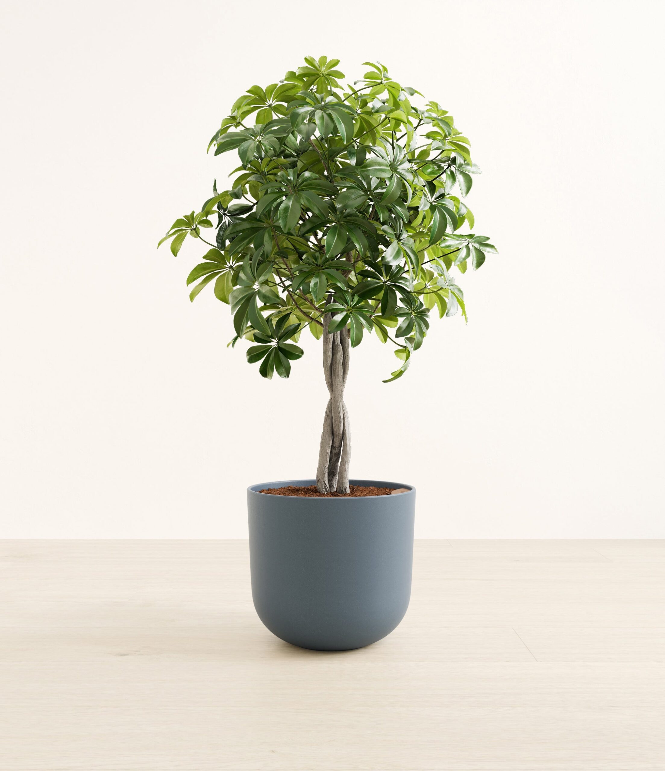 schefflera_tree_form_Large_Iron_Gray_6bdd4fce-392d-49f2-aadf-13ce7136cb29.jpg