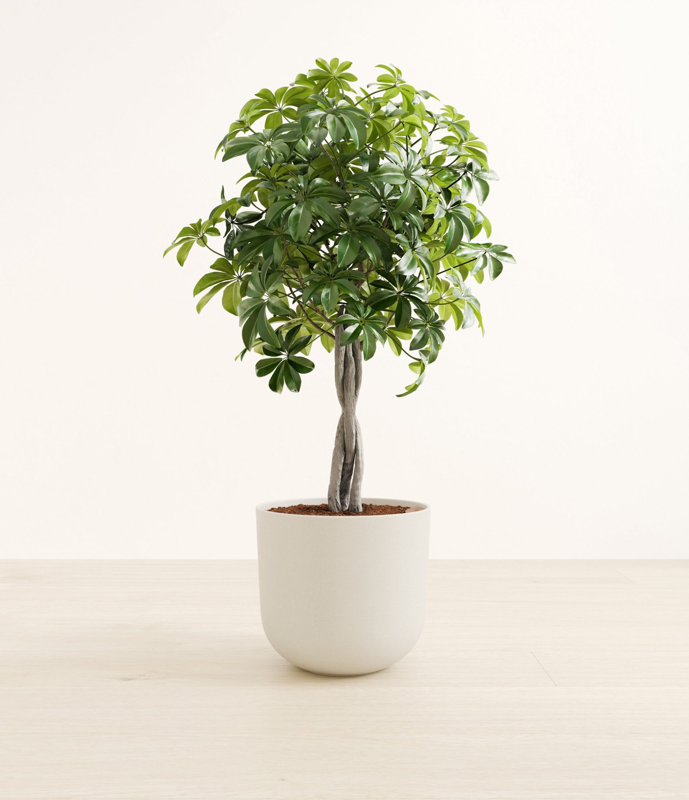 schefflera_tree_form_Large_Natural_Bamboo_641f05d7-4ff6-4dc3-bae0-bb6179cc3494.jpg