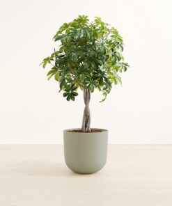 Schefflera Tree - Large Agatha