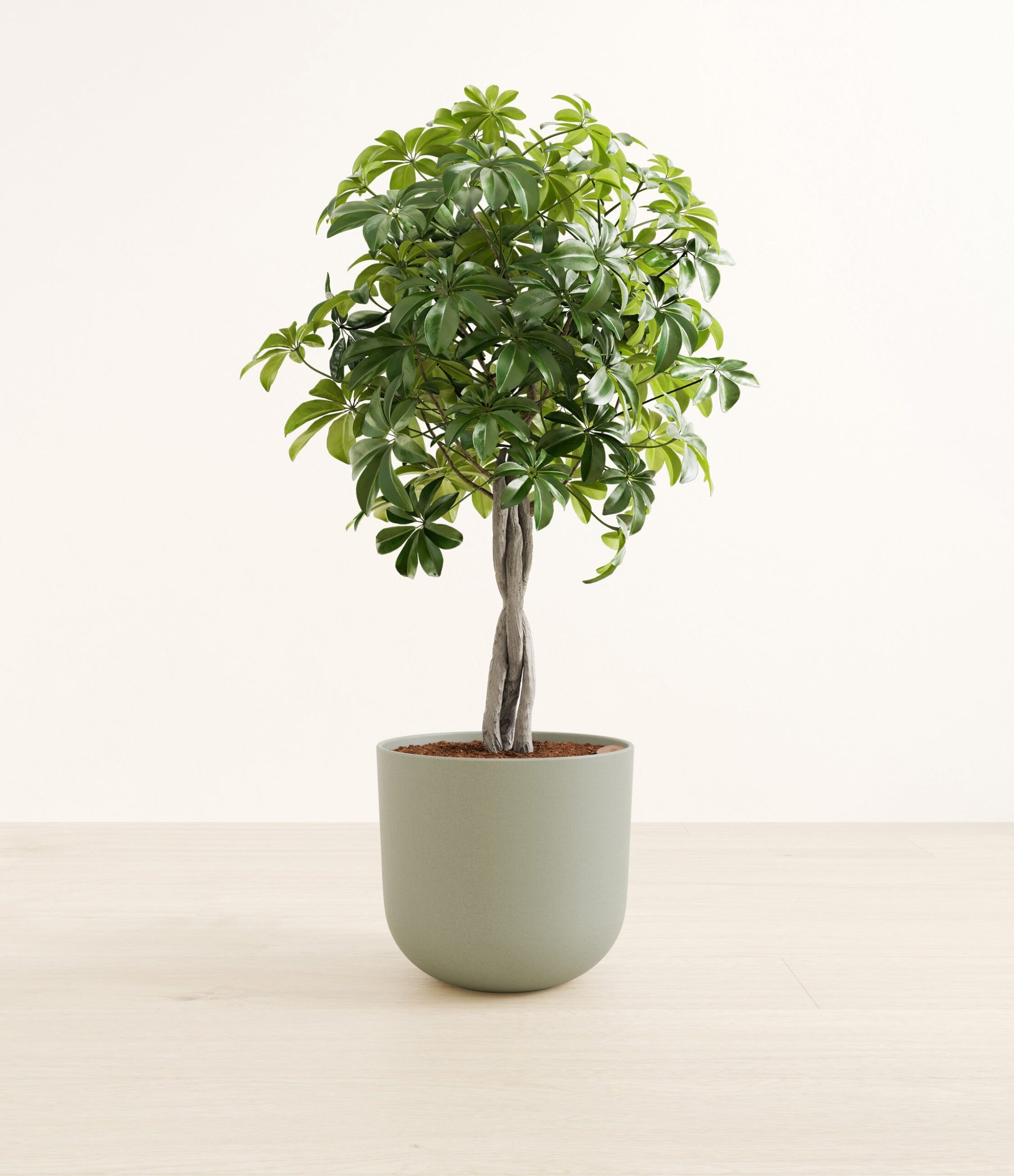 schefflera_tree_form_Large_Sage_Green_86e4424c-8b17-43ad-8b02-836328398b9f.jpg