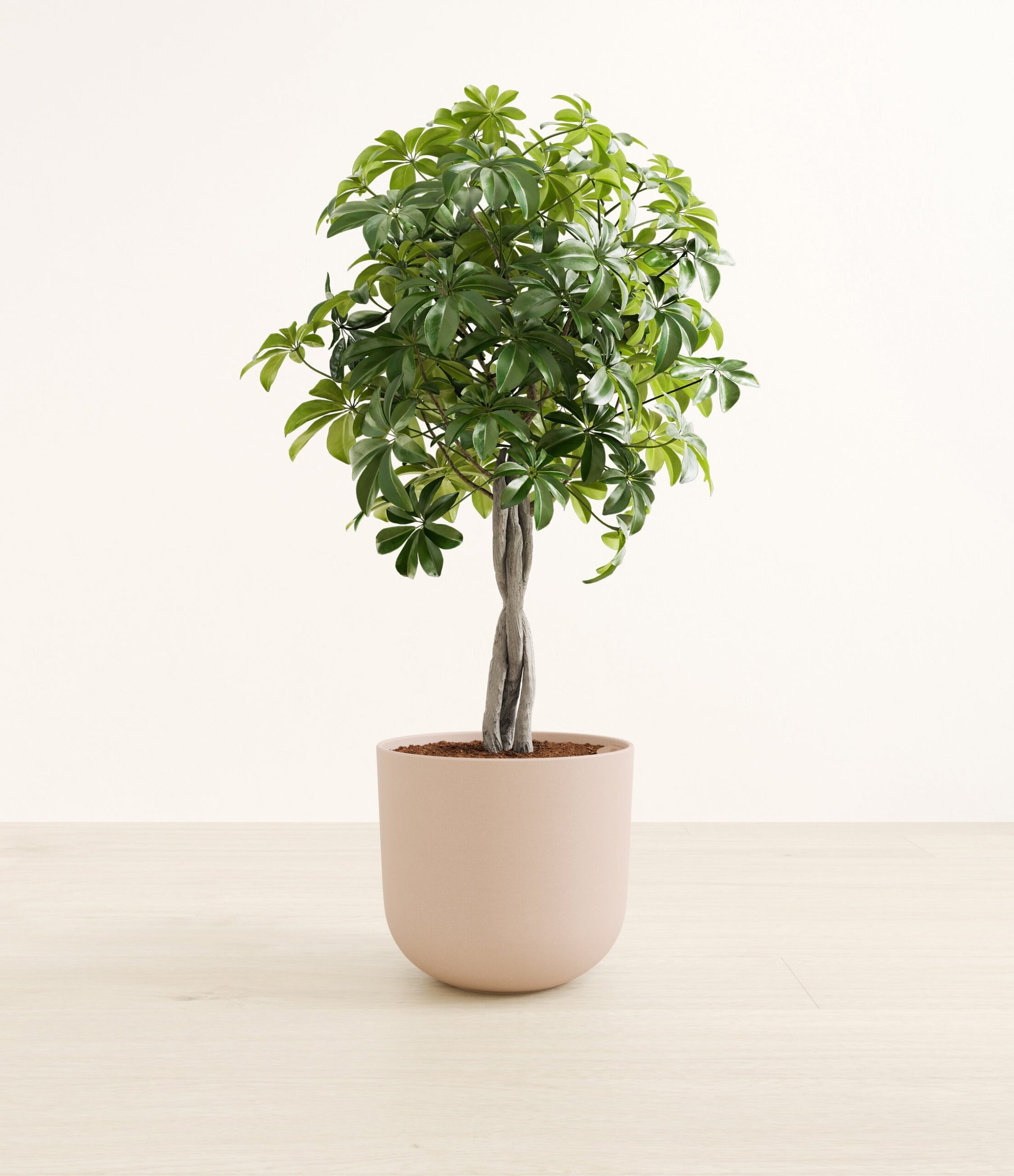 schefflera_tree_form_Large_Sandy_Pink_97670b59-d261-4e89-95fc-3d66a268504c.jpg