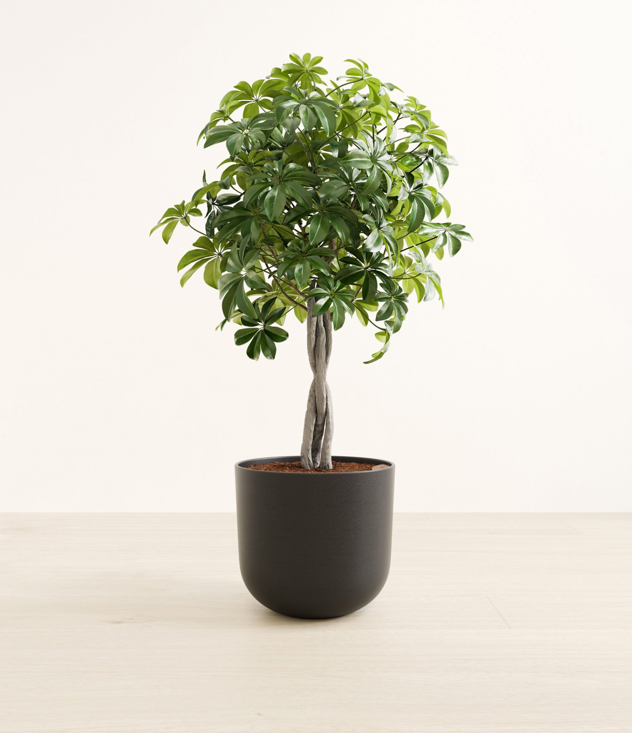 schefflera_tree_form_Large_Stone_Black_2edf7264-6a86-4df1-bc35-aa7d643a5a25.jpg