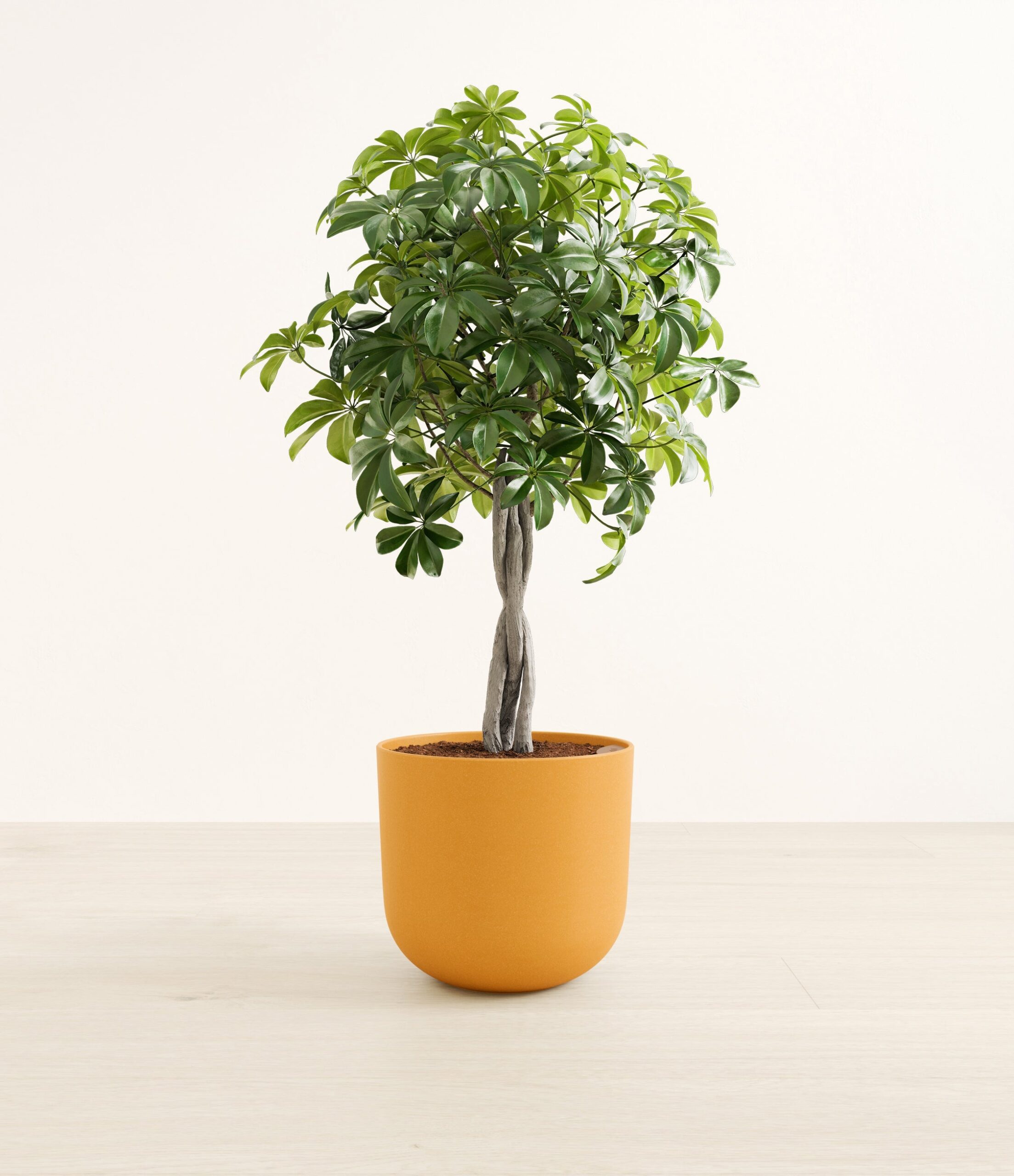 schefflera_tree_form_Large_Sunset_Orange_17ff6dbf-c304-4bf2-a45a-a66510ab4753.jpg