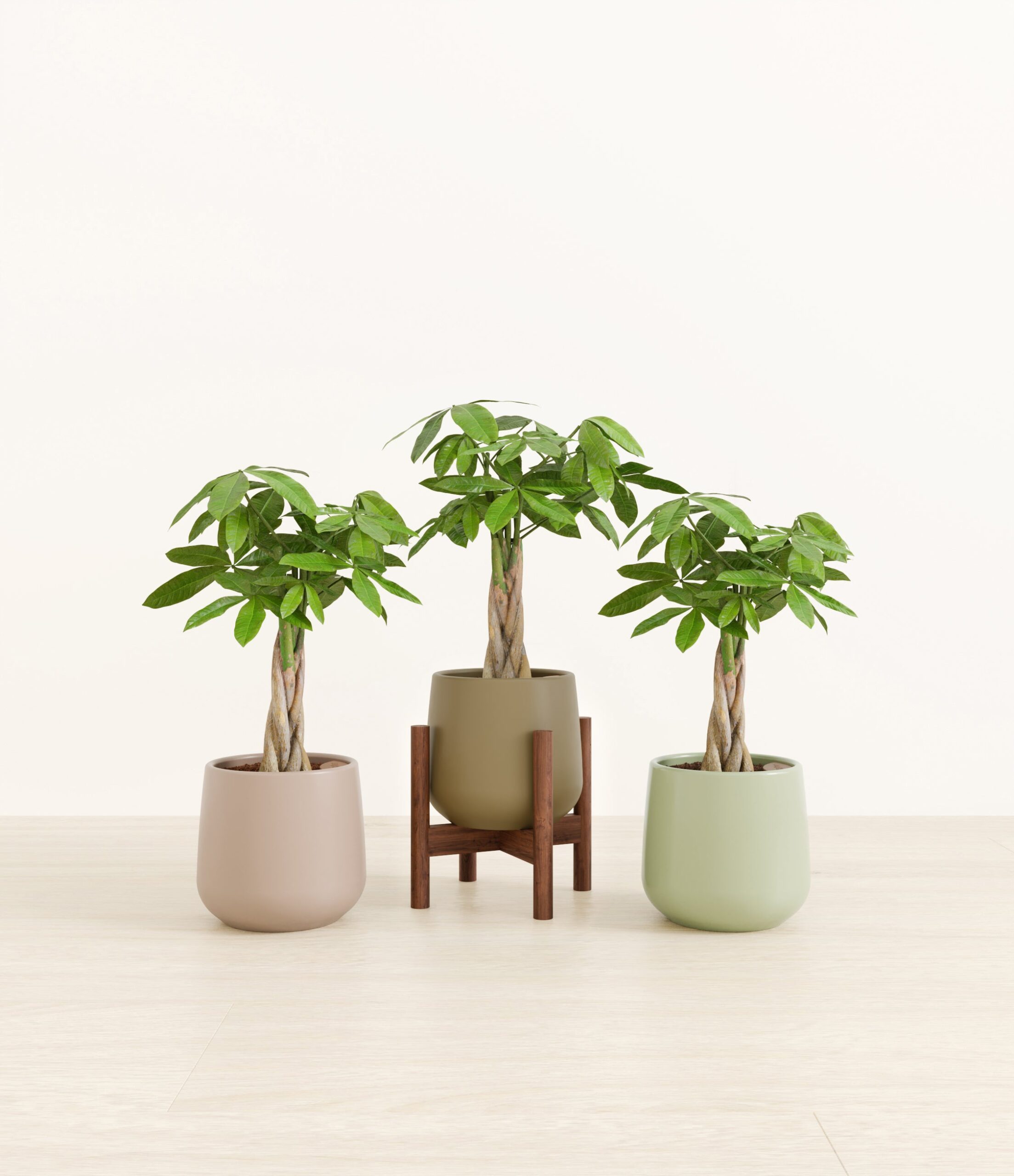 stands_554265_studio_stands_Earthy.jpg