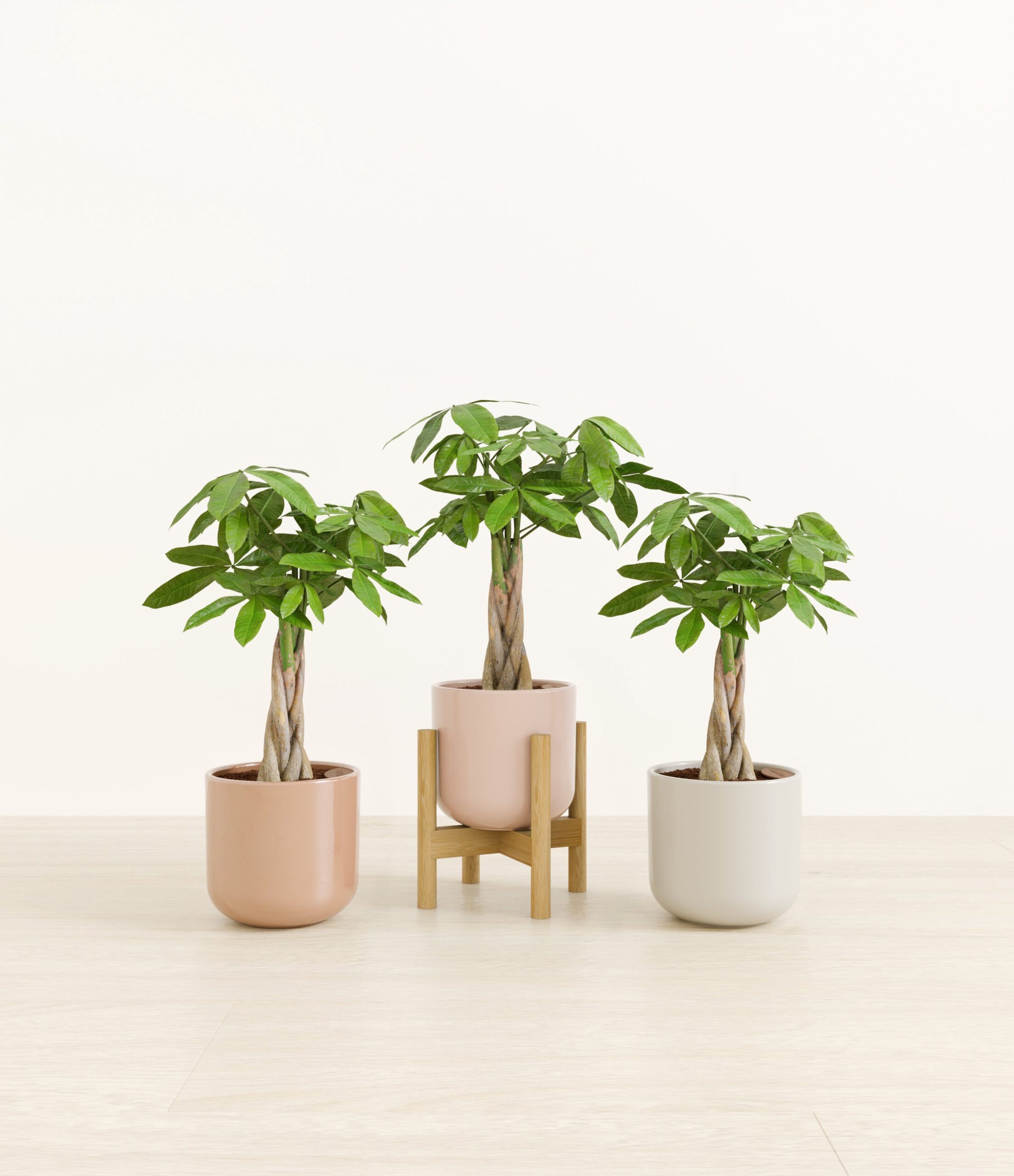 stands_554265_studio_stands_Peach_Blossom.jpg