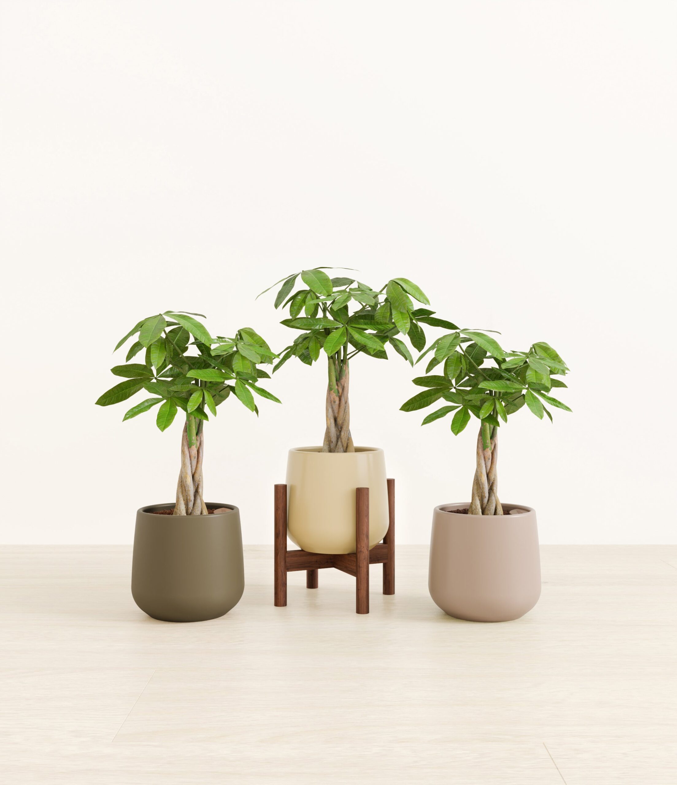 stands_554265_studio_stands_Woodland.jpg