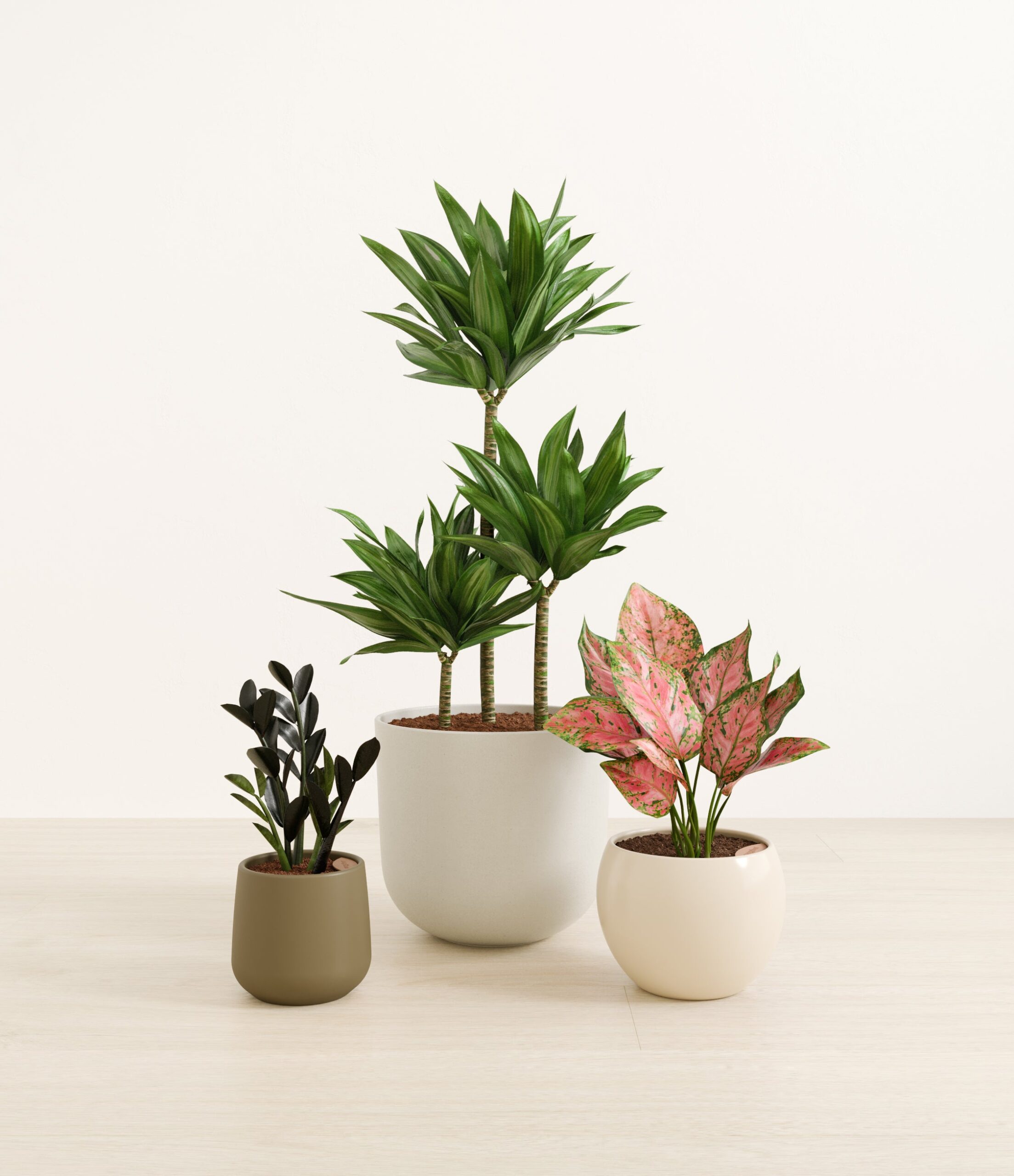 structured_beauties_studio_woodland.jpg