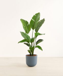Bird of Paradise - Huge Agatha