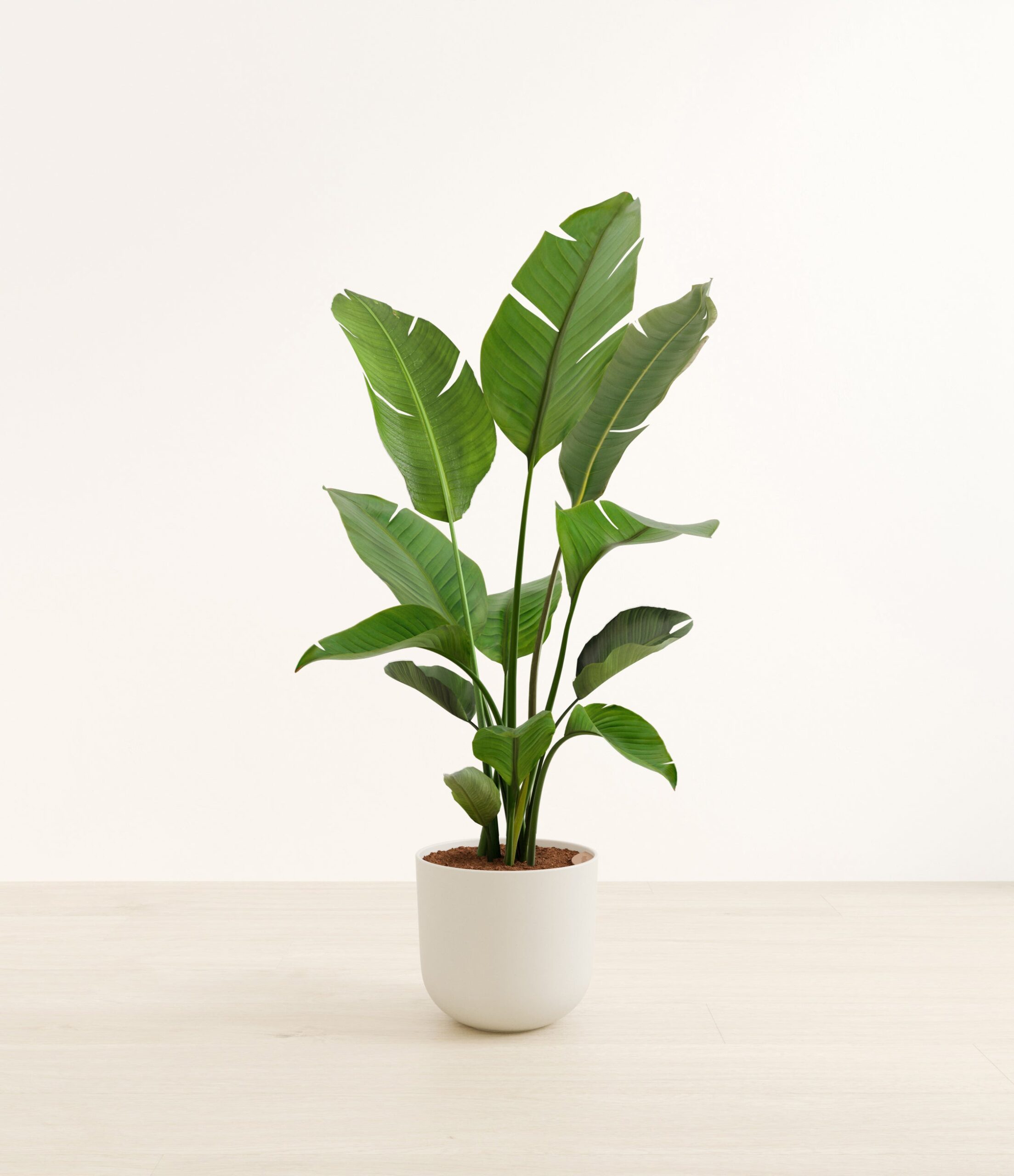 studio_WhitebirdofparadiseHuge_Natural_Bamboo.jpg