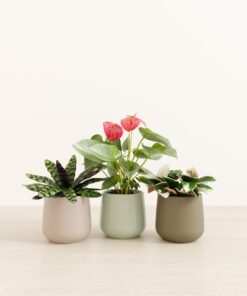 Blooming Bond