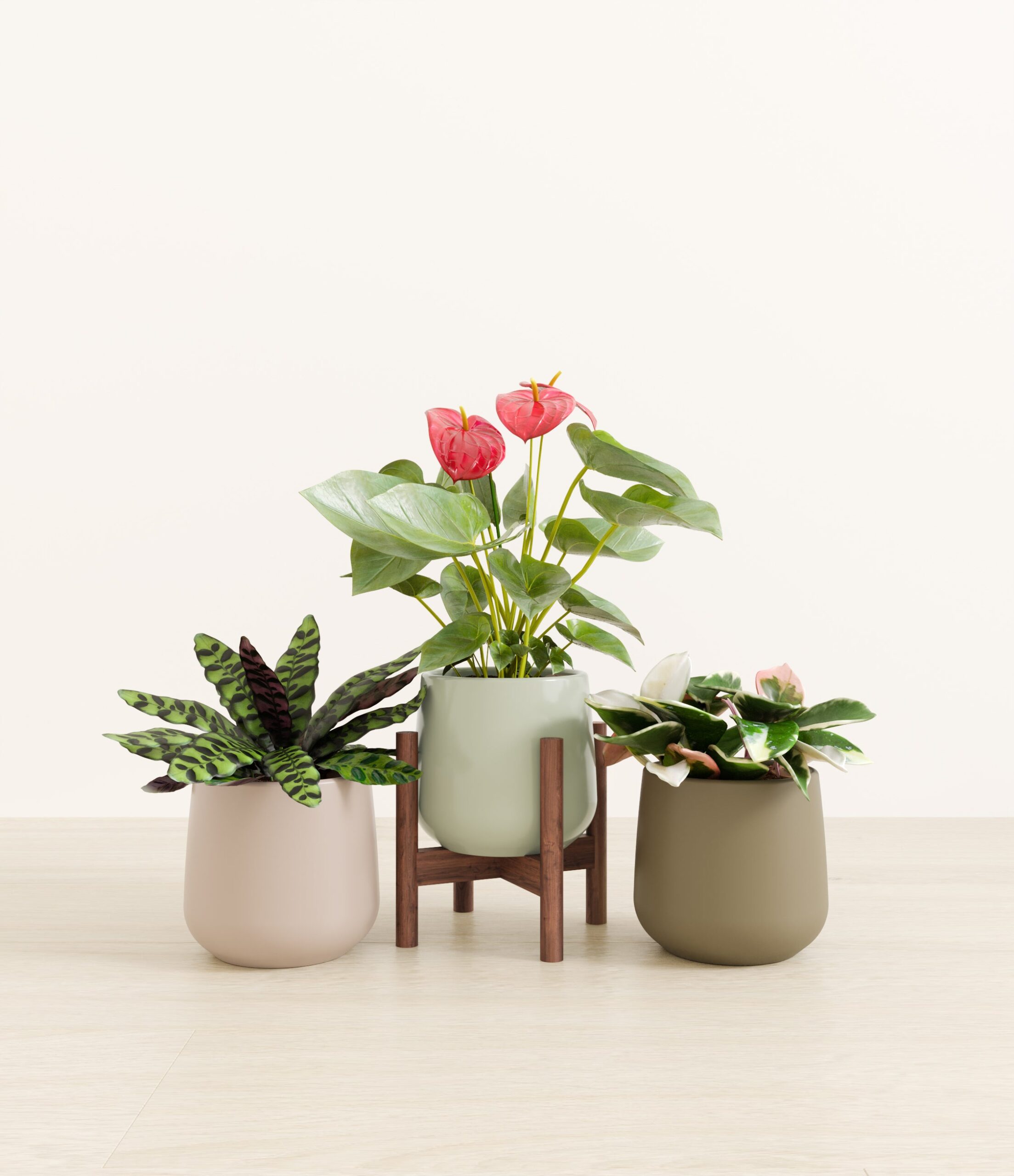 studio_earthy_stand-walnut.jpg