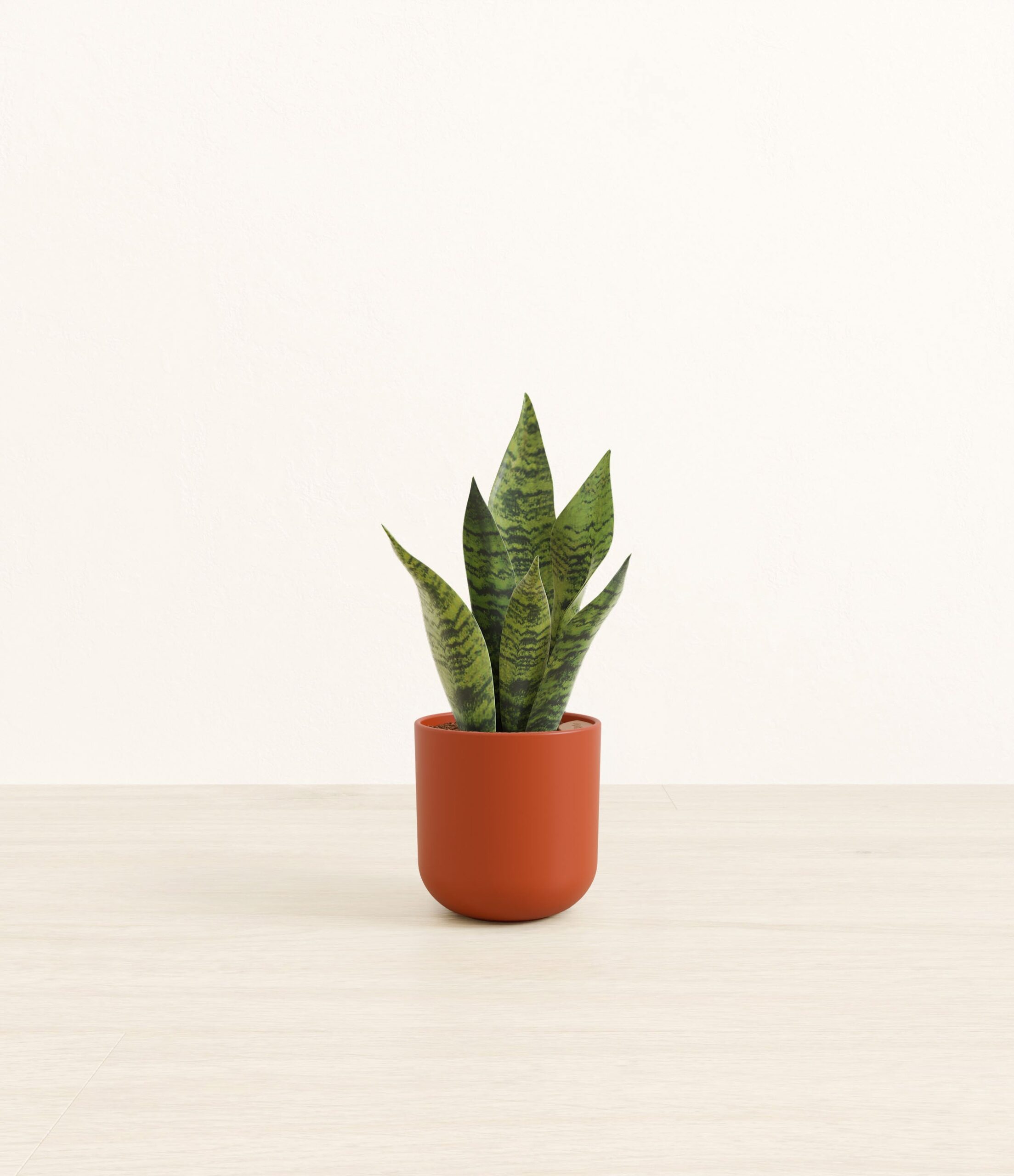 studio_green_snake_plant_plastic_yoko_0000_earth.jpg