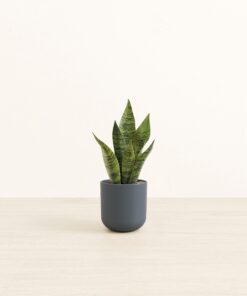 Green Snake Plant - Small Small Yoko