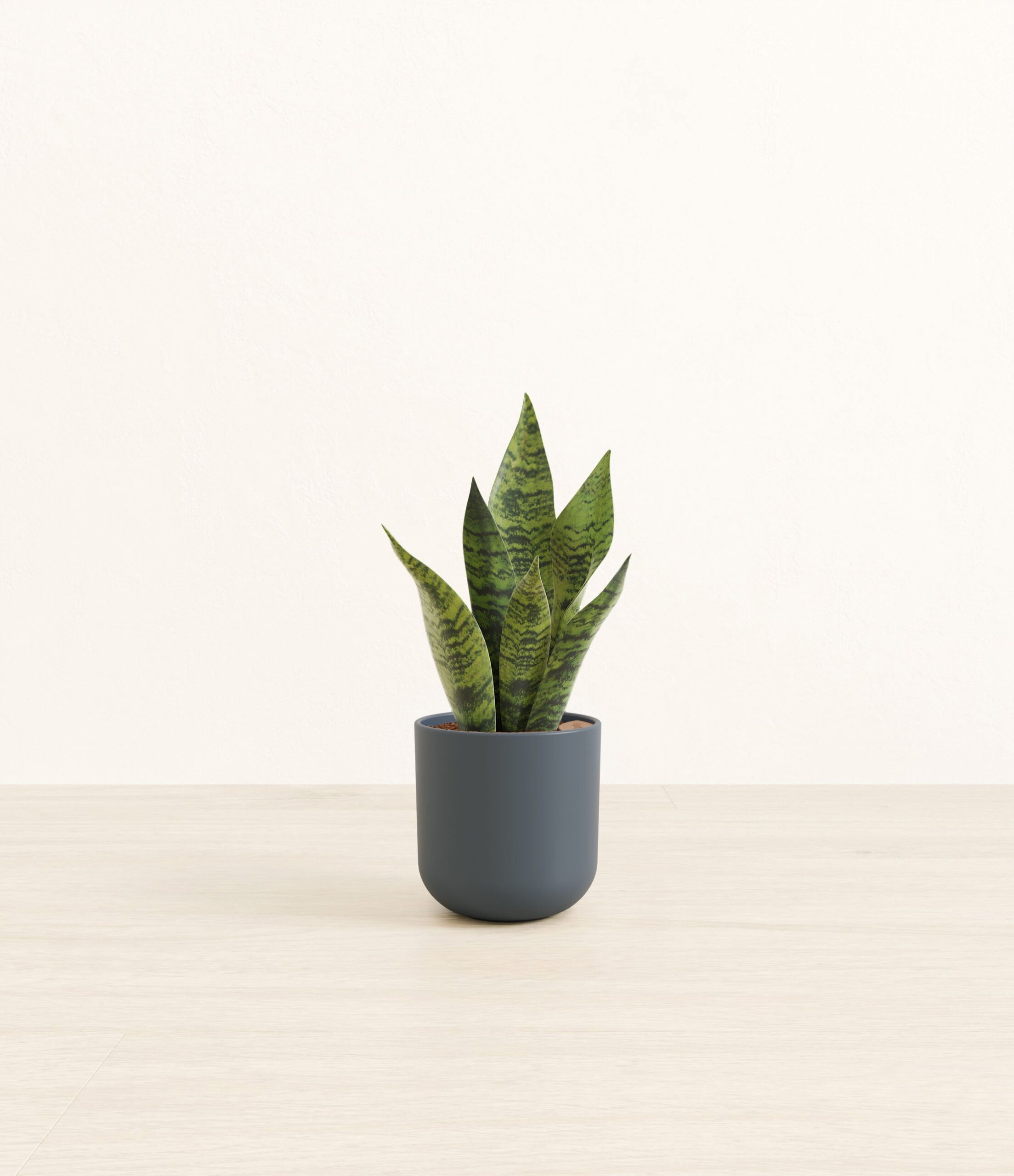 studio_green_snake_plant_plastic_yoko_0001_iron.jpg