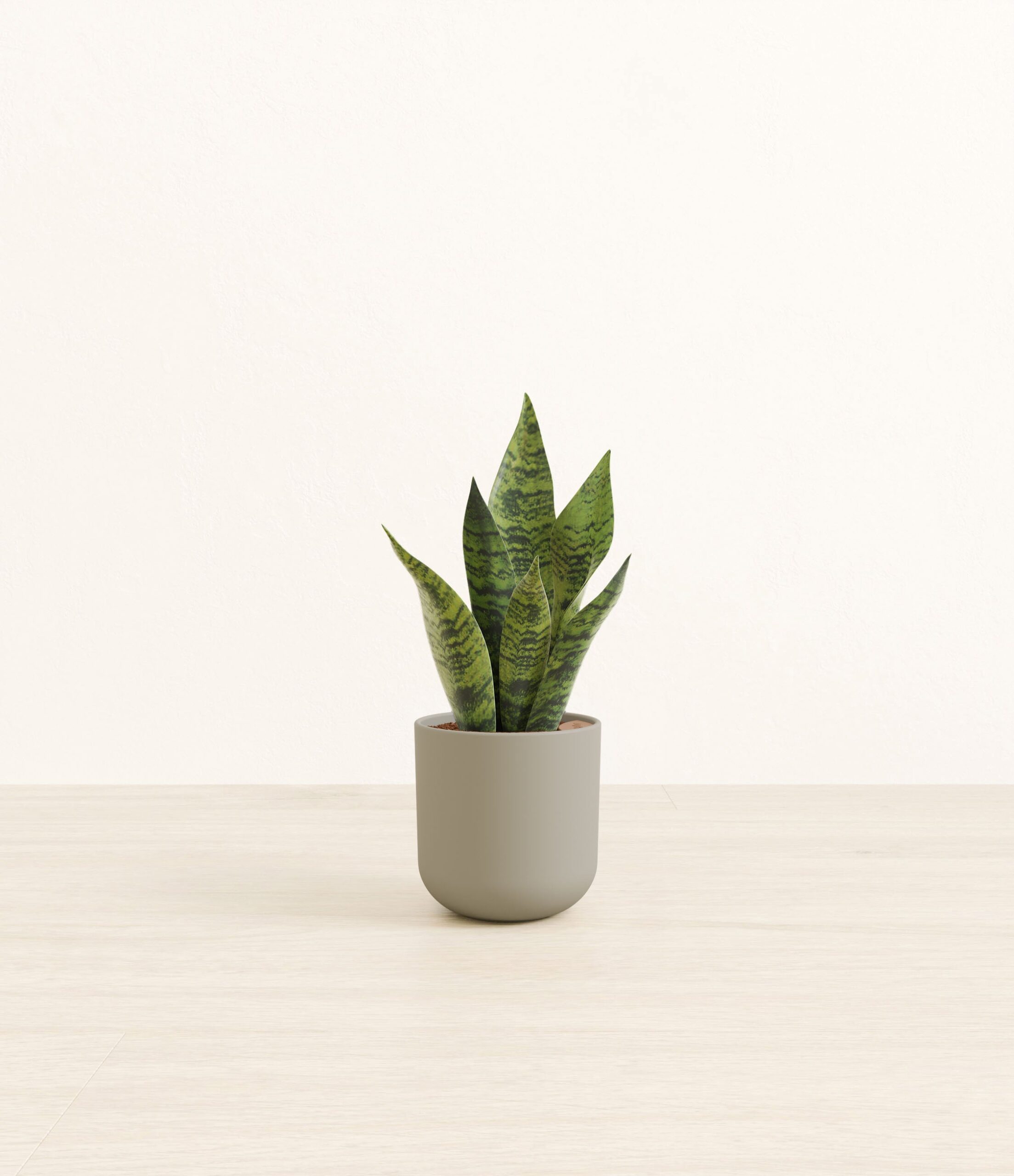 studio_green_snake_plant_plastic_yoko_0002_sage.jpg