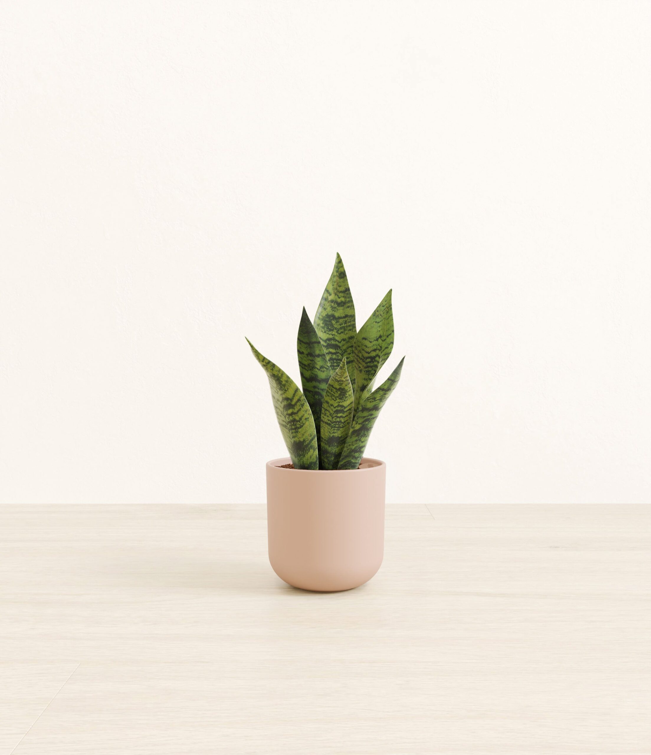 studio_green_snake_plant_plastic_yoko_0003_sandy.jpg