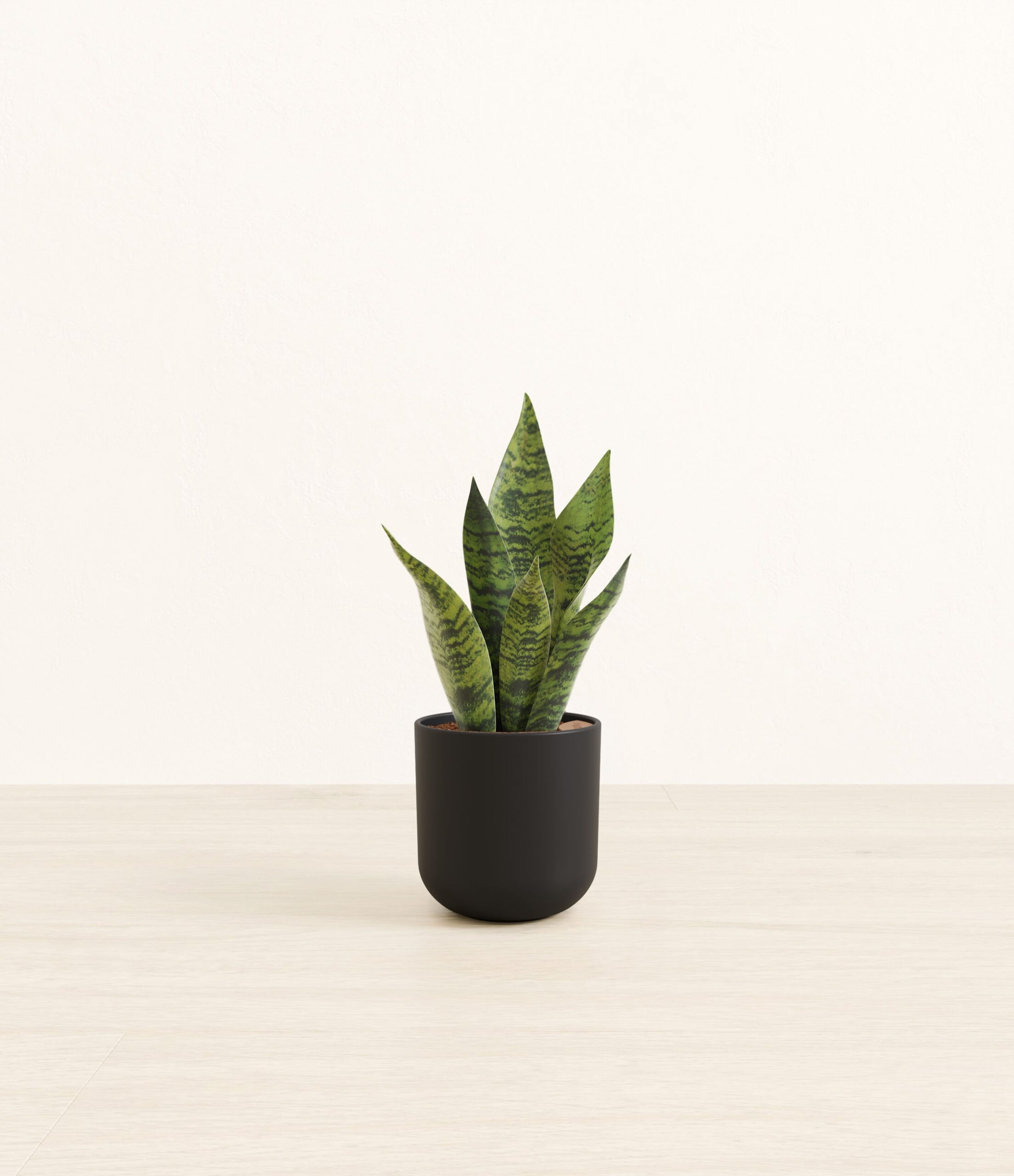 studio_green_snake_plant_plastic_yoko_0004_stone.jpg