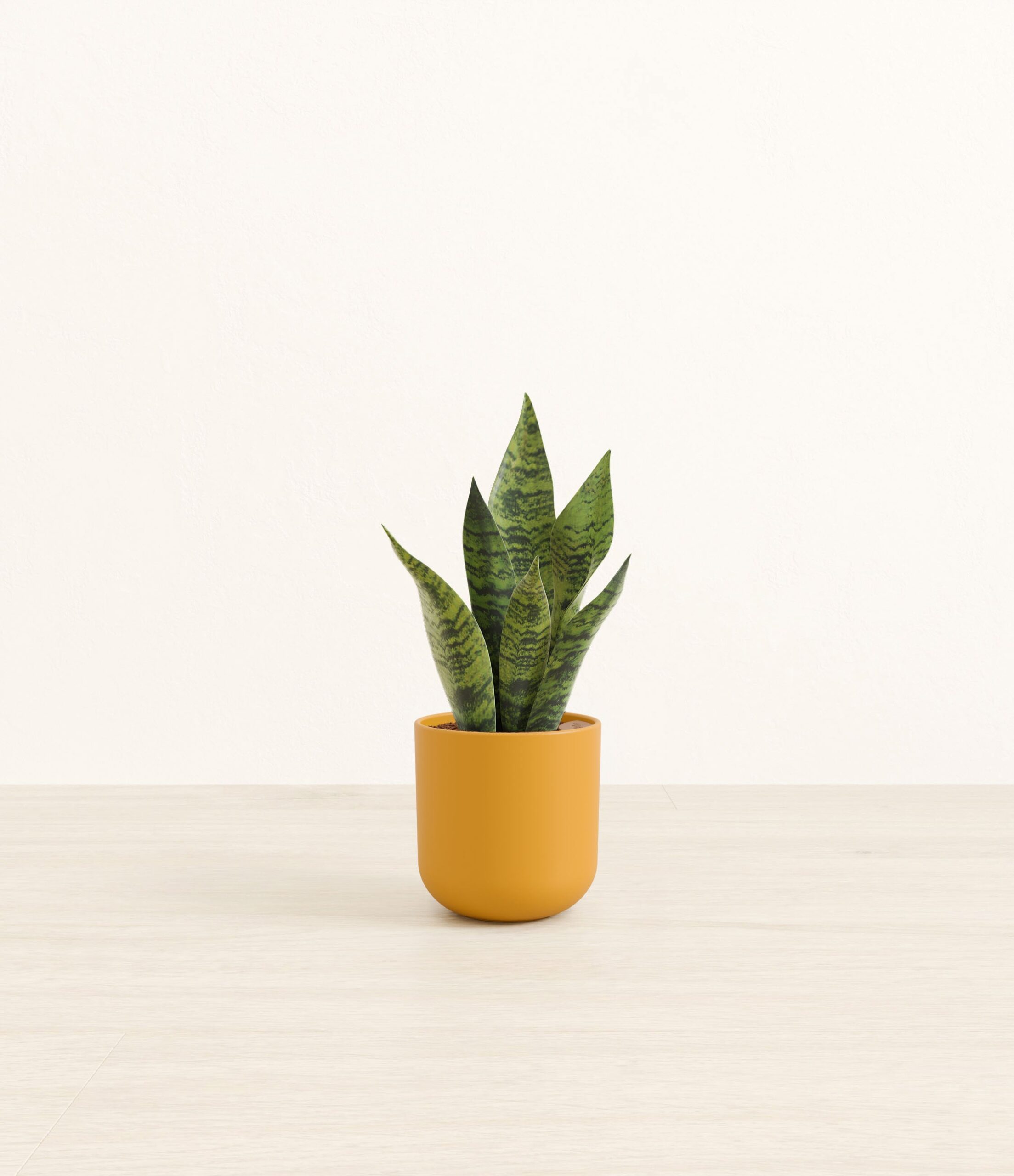 studio_green_snake_plant_plastic_yoko_0005_sunset.jpg