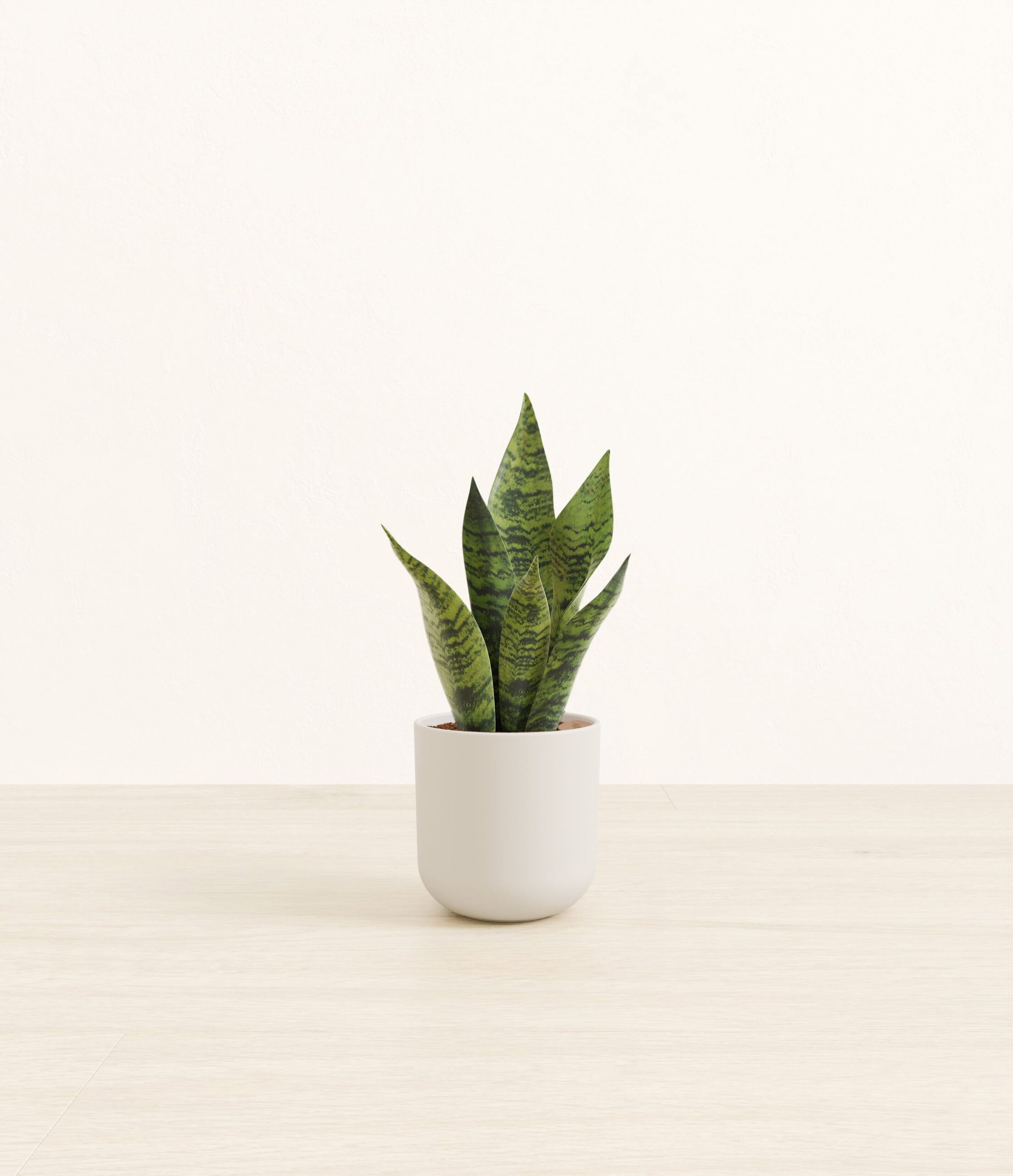 studio_green_snake_plant_plastic_yoko_0006_natural.jpg