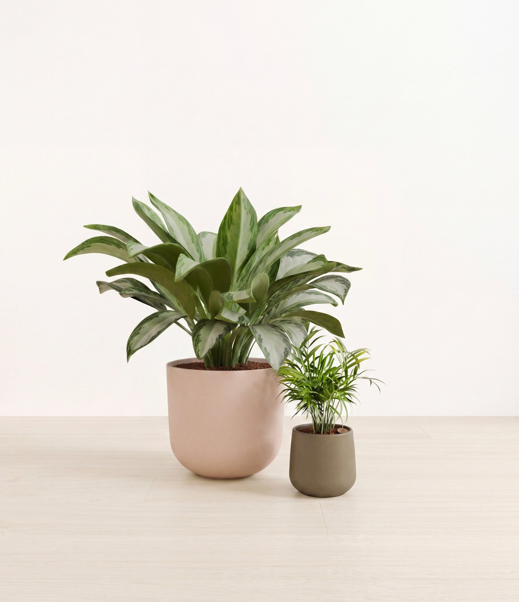 studio_olive_branch_ae5a87c5-6356-4b89-8dcb-8b2796828090.jpg
