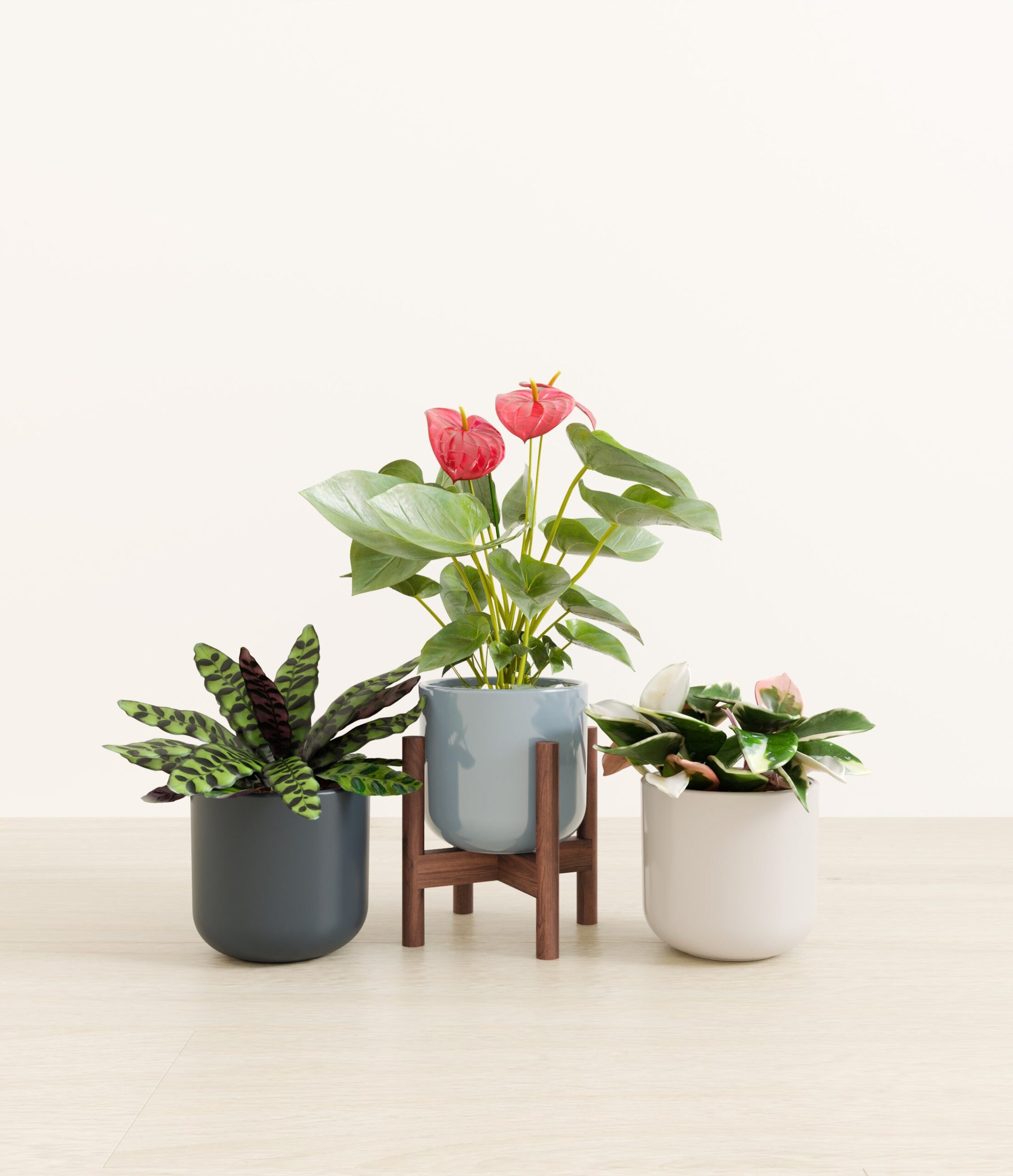 studio_pebbleshore_stand-walnut.jpg