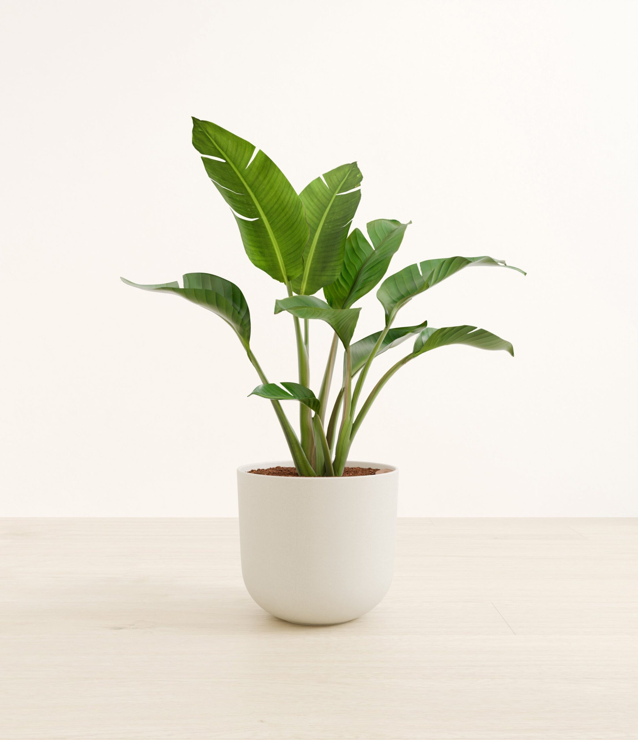 studio_whitebirdofparadiseLarge_Natural_Bamboo.jpg