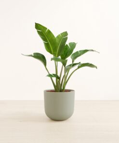 Bird of Paradise - Large Agatha
