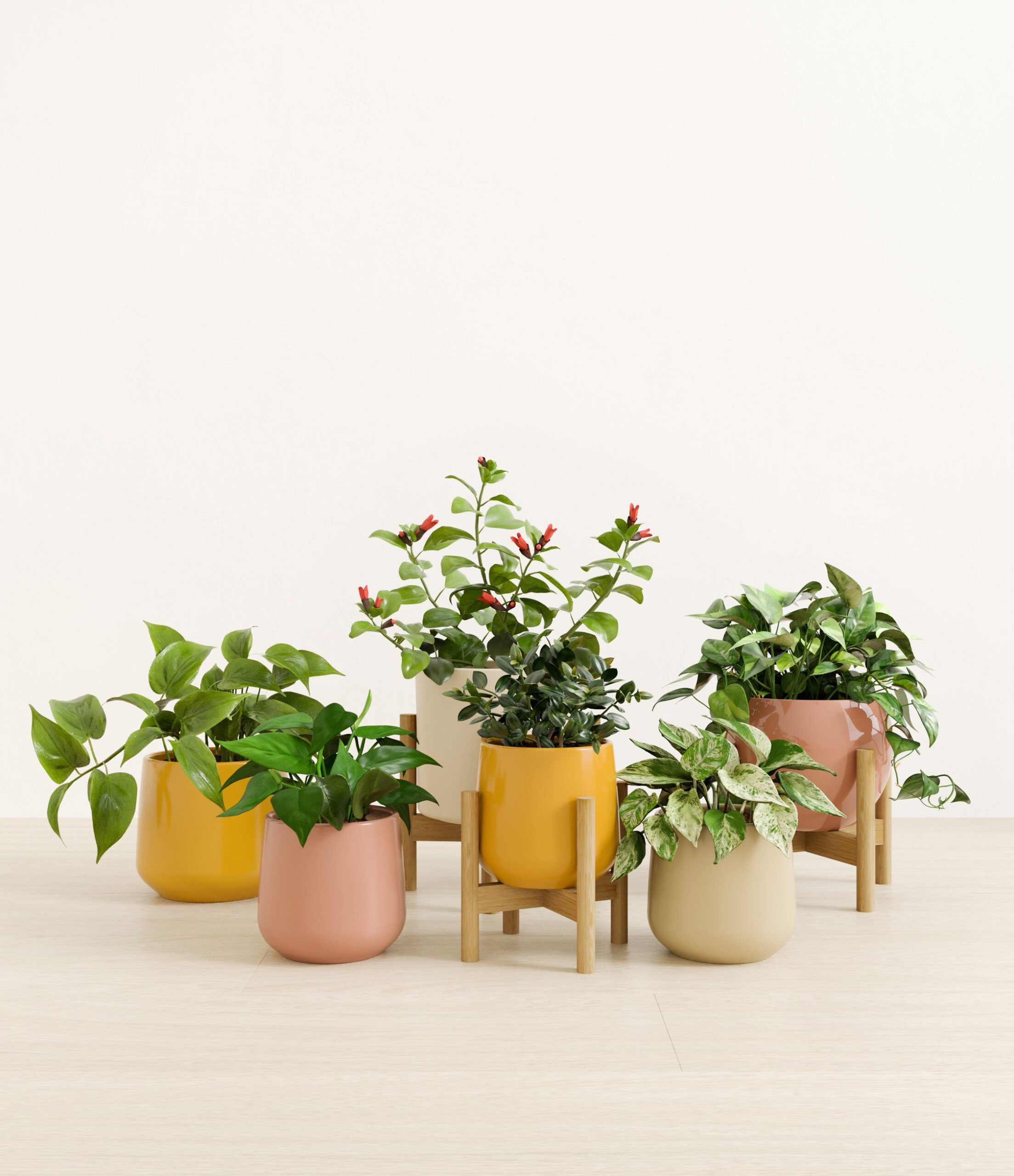 trailing_charm_studio_evening_sky_stands.jpg