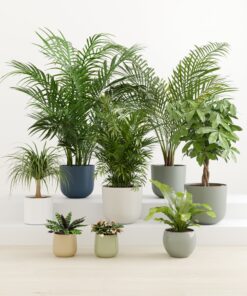 Tropical Haven